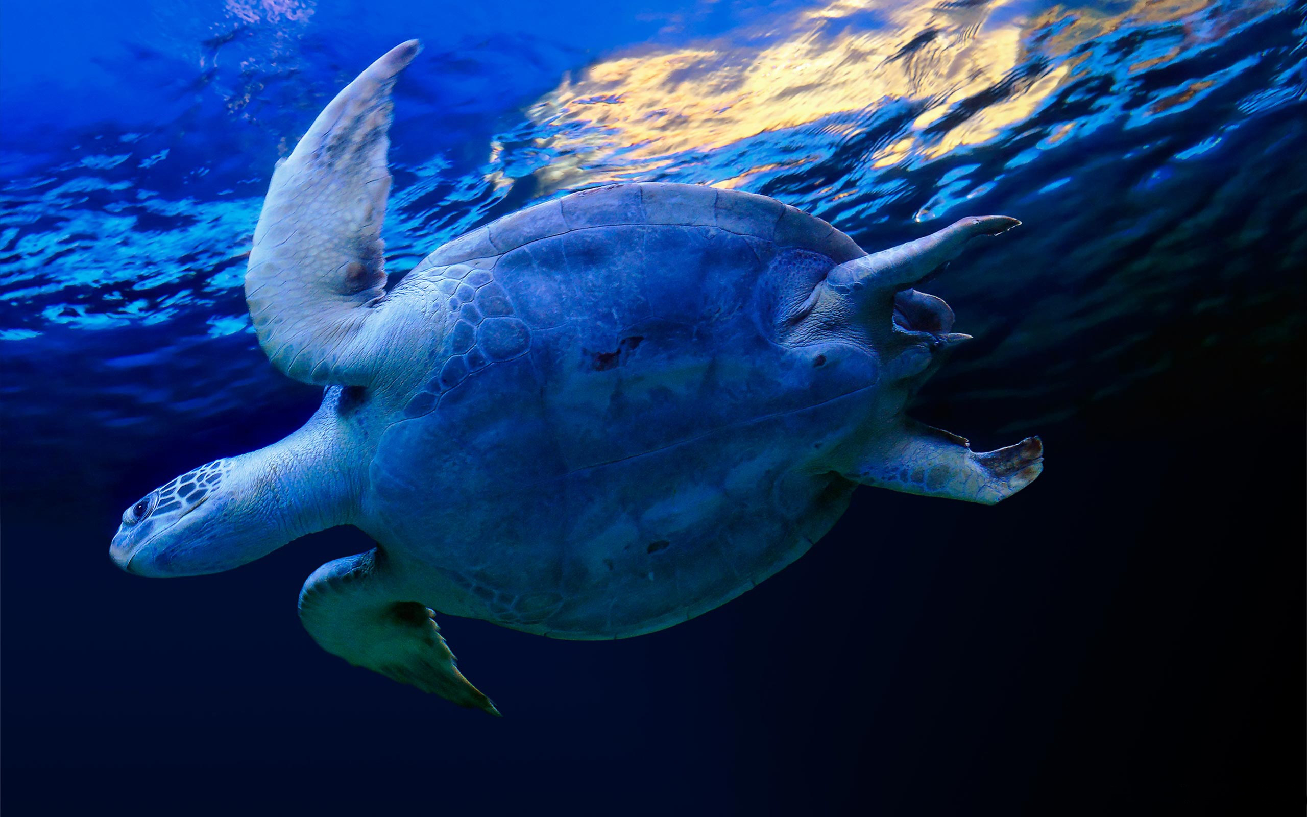 Фото бесплатно черепаха, океан, поверхность