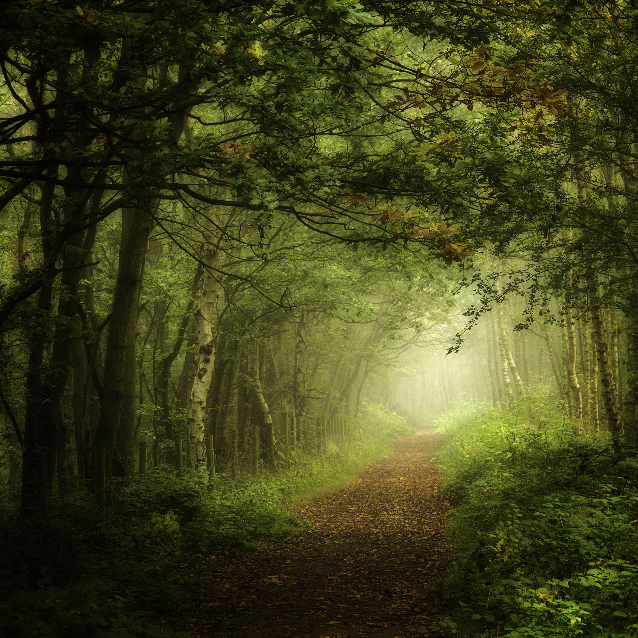 Wallpapers road in the forest fog nature on the desktop