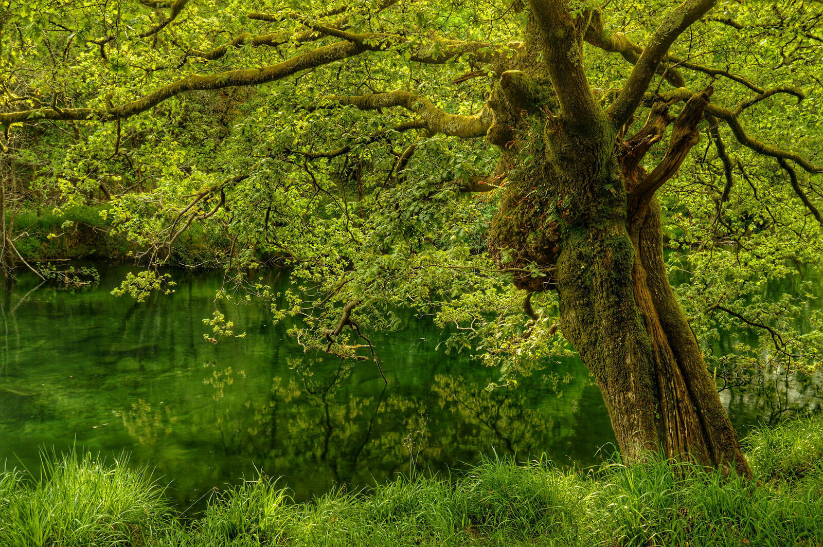 Wallpapers forest tree pond on the desktop