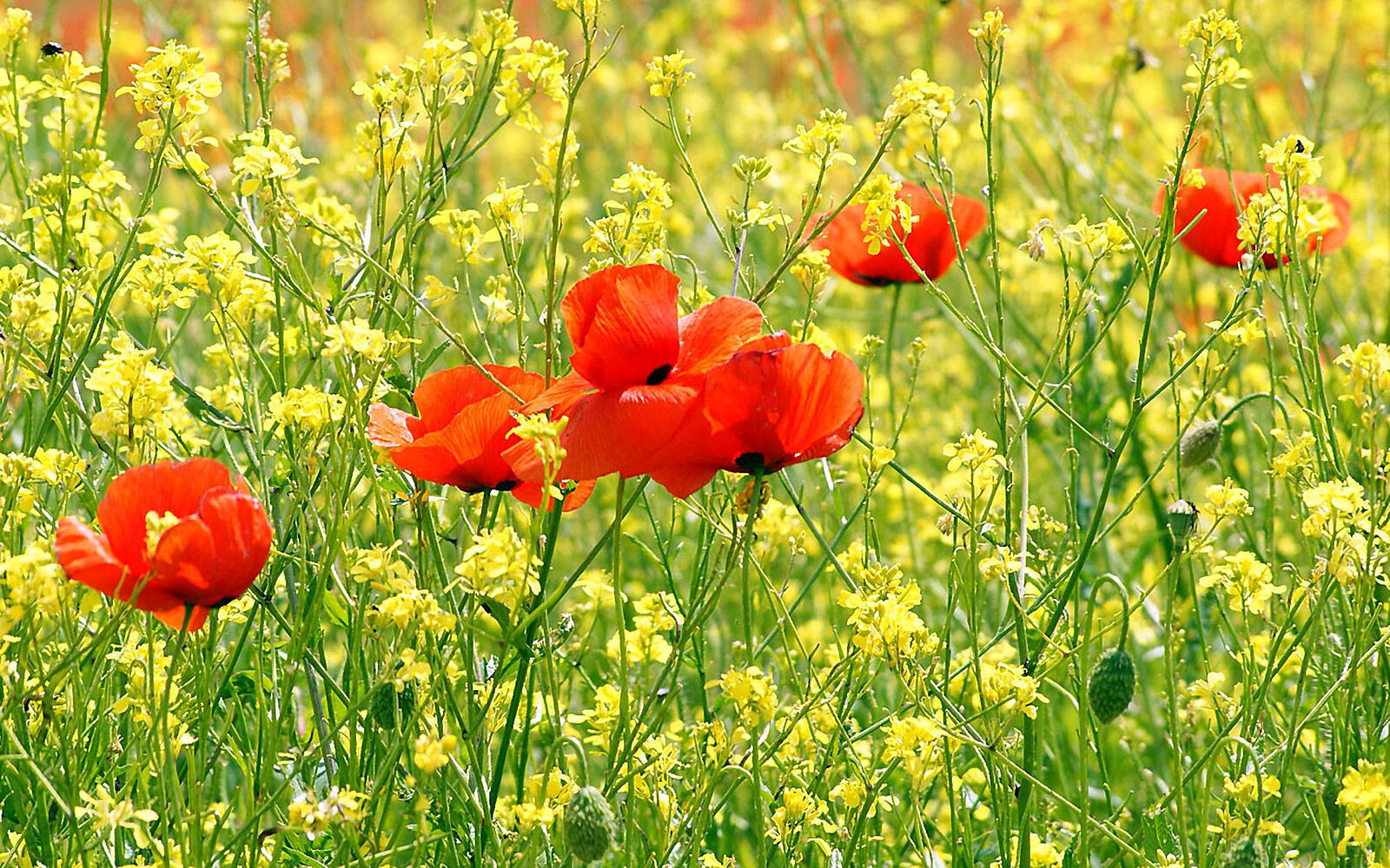 Wallpapers green red field on the desktop