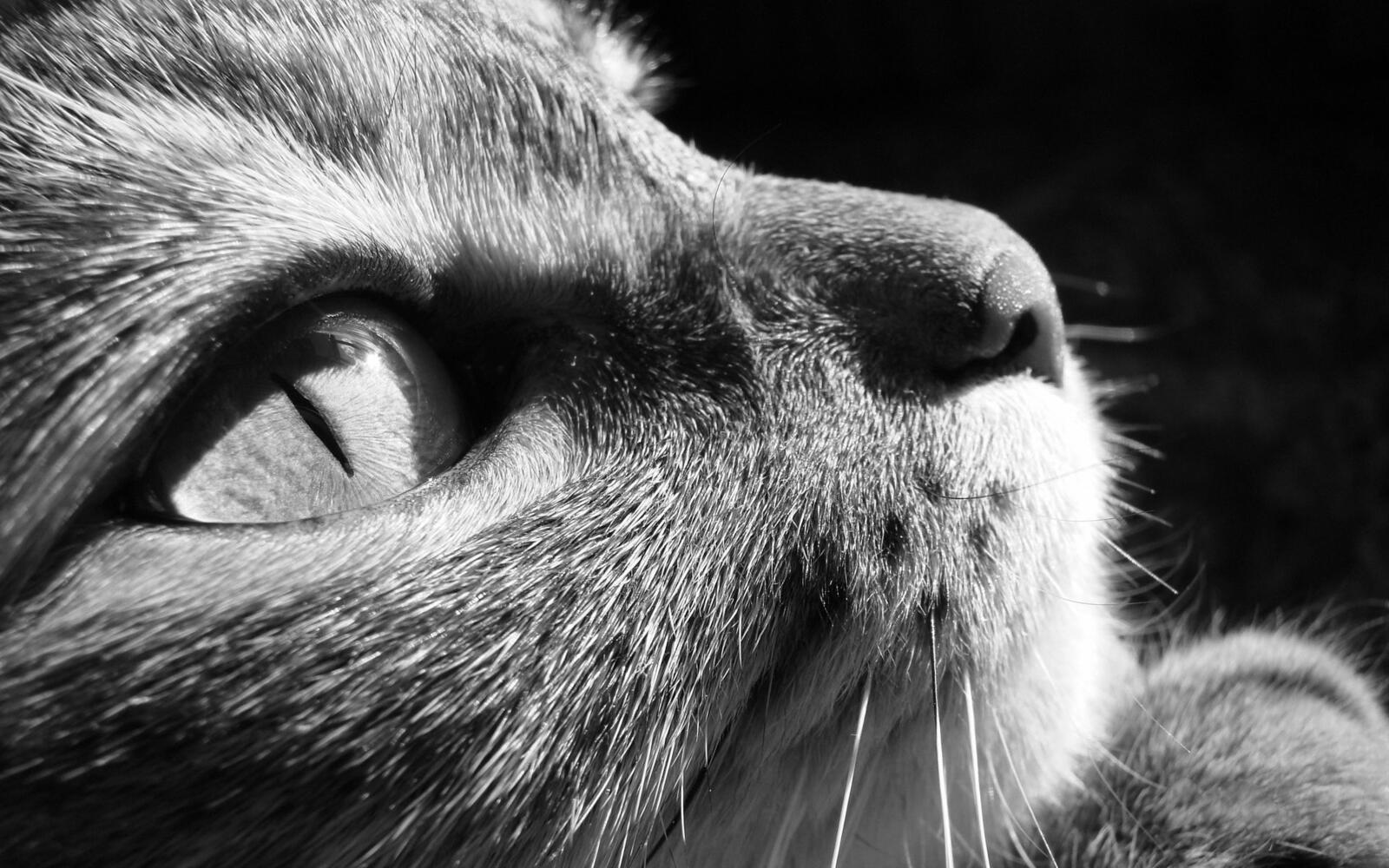 Wallpapers nose hair cat on the desktop