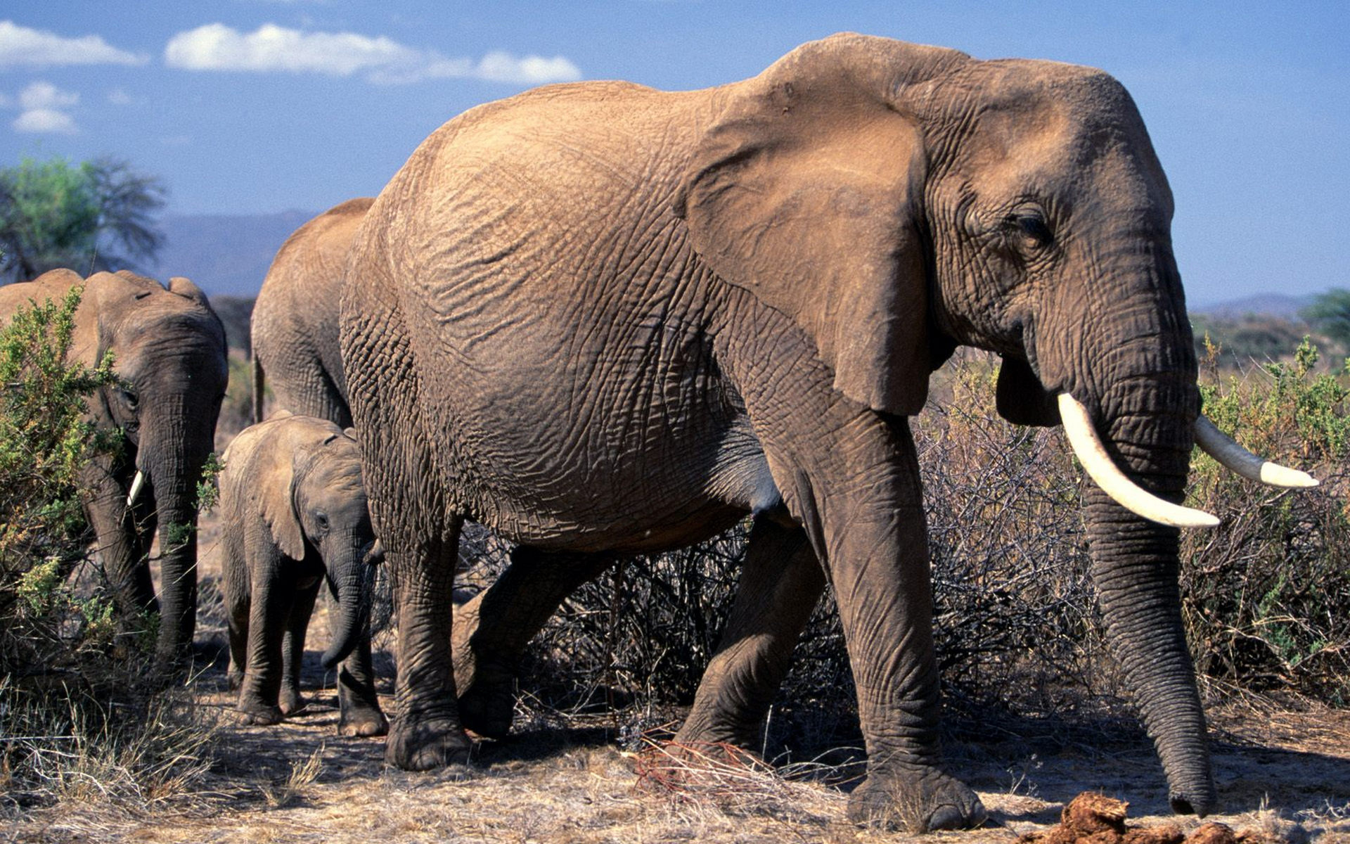 Самый тяжелый слон. Африканский саванный слон. Африканские слоны (Loxodonta). Мир животных. Самый большой слон.