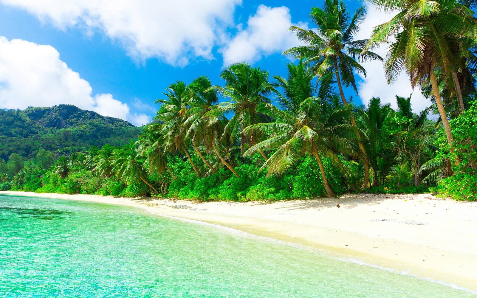 Wallpapers mountains palm trees beach on the desktop