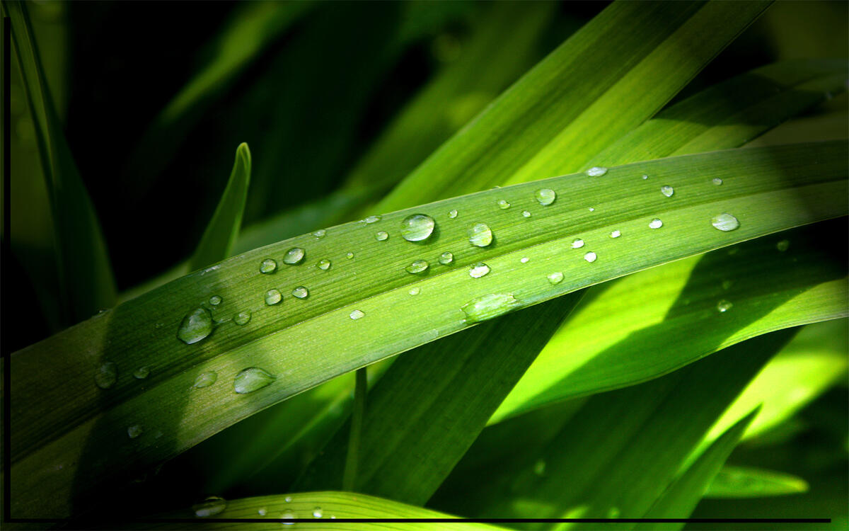 Green tarwa with raindrops