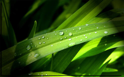 Зеленая тарва с каплями дождя