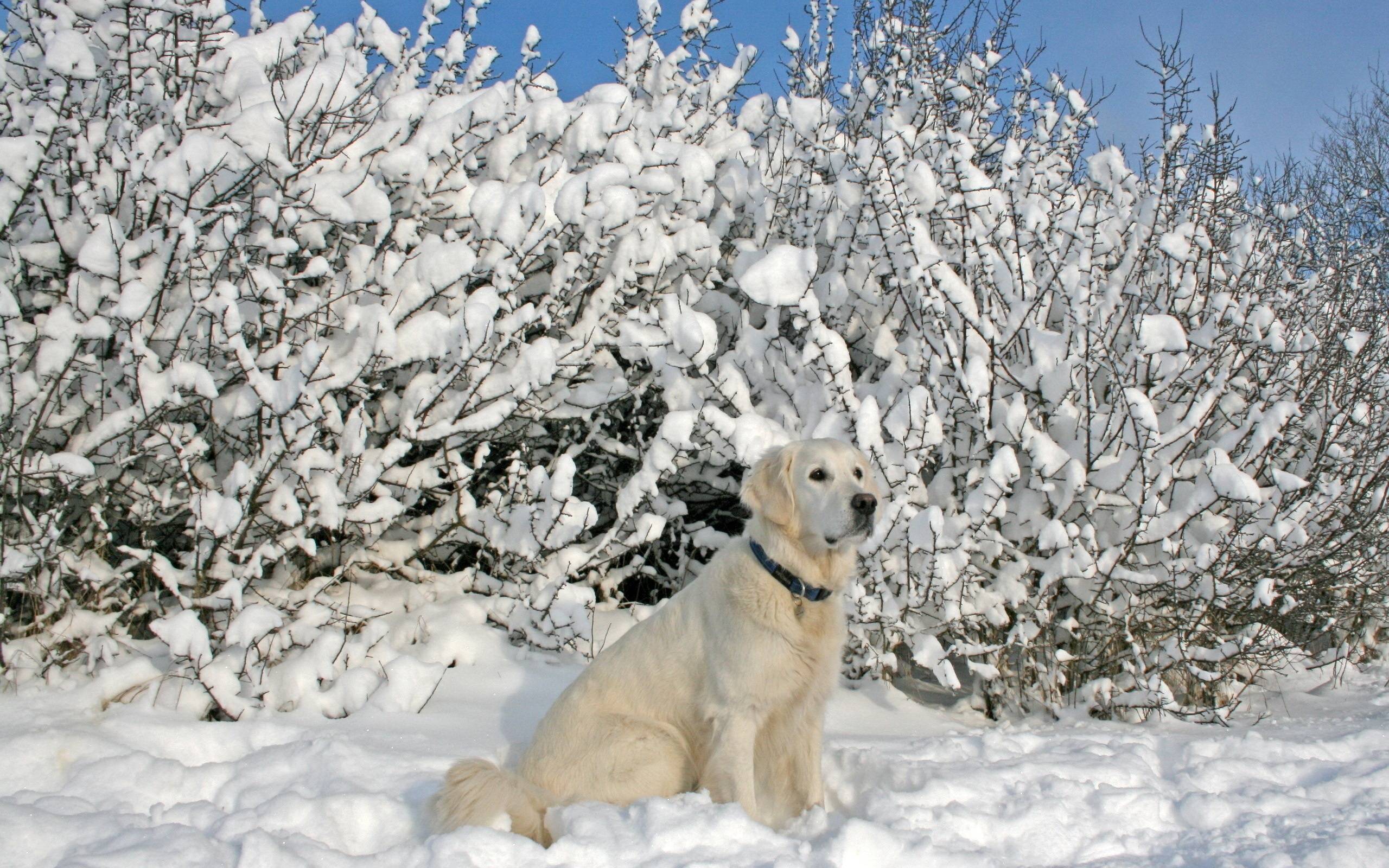 рыжая собака посреди снега загрузить