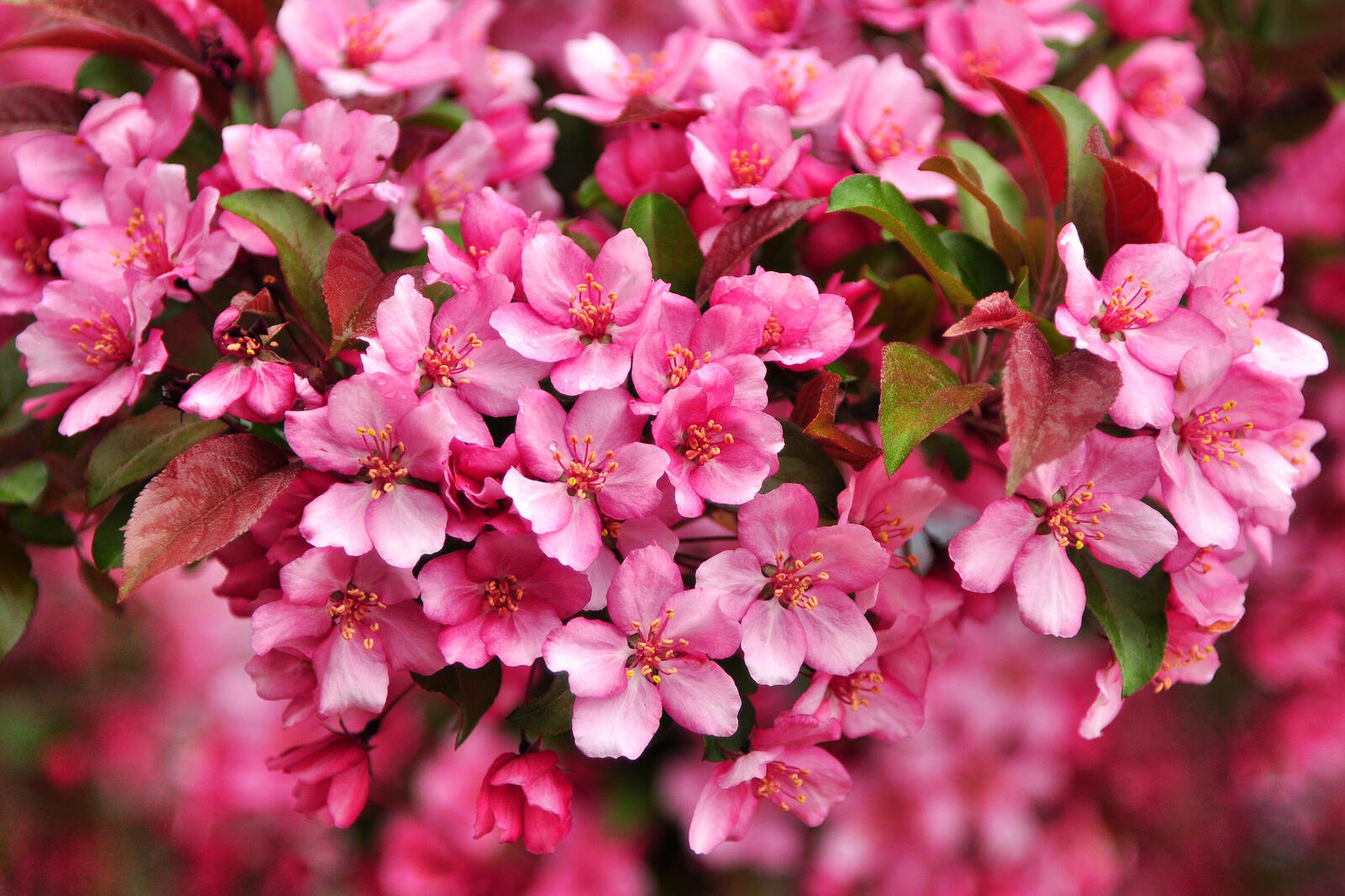 Обои весна цветение флора на рабочий стол