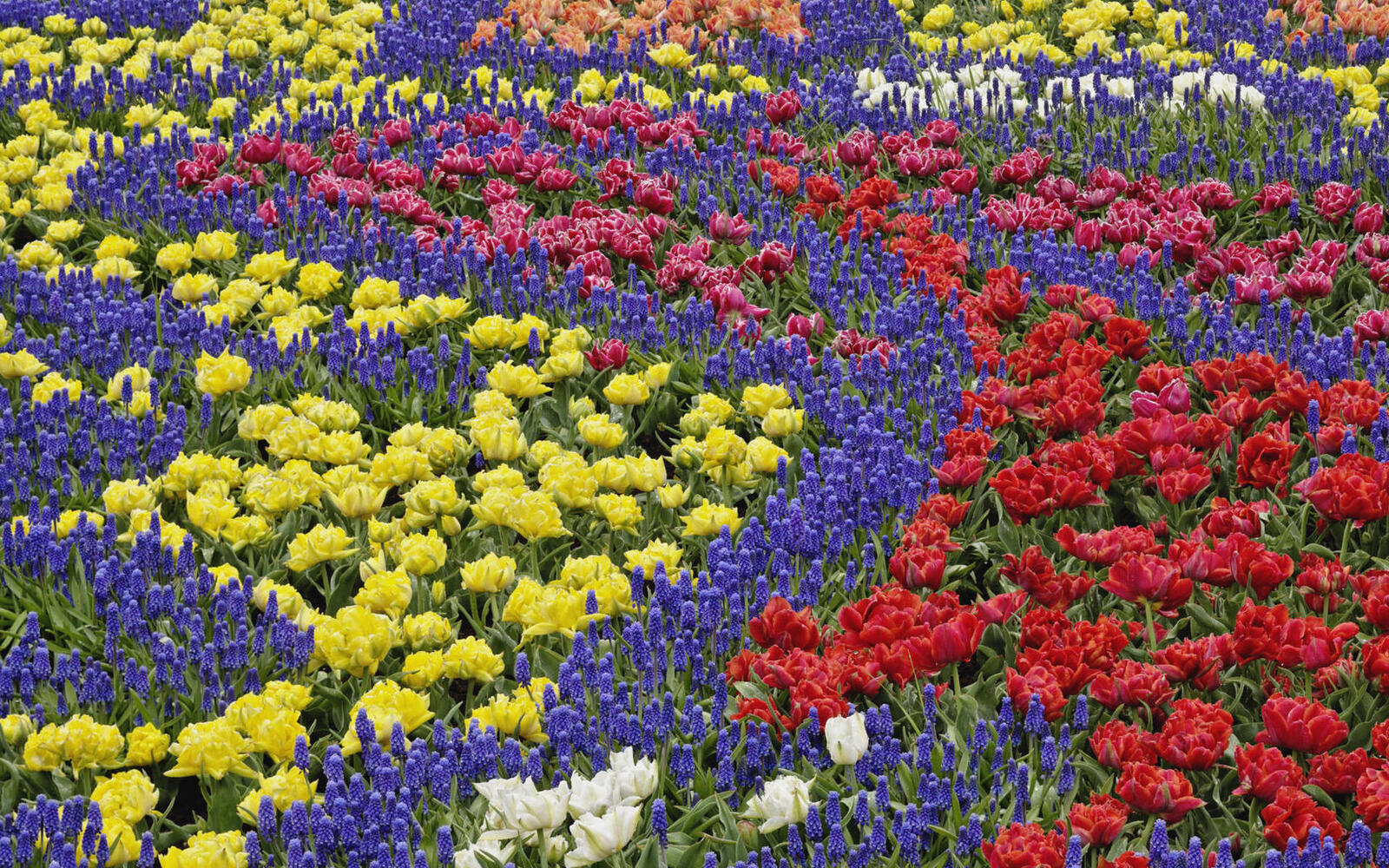 Wallpapers flower bed flowers different on the desktop