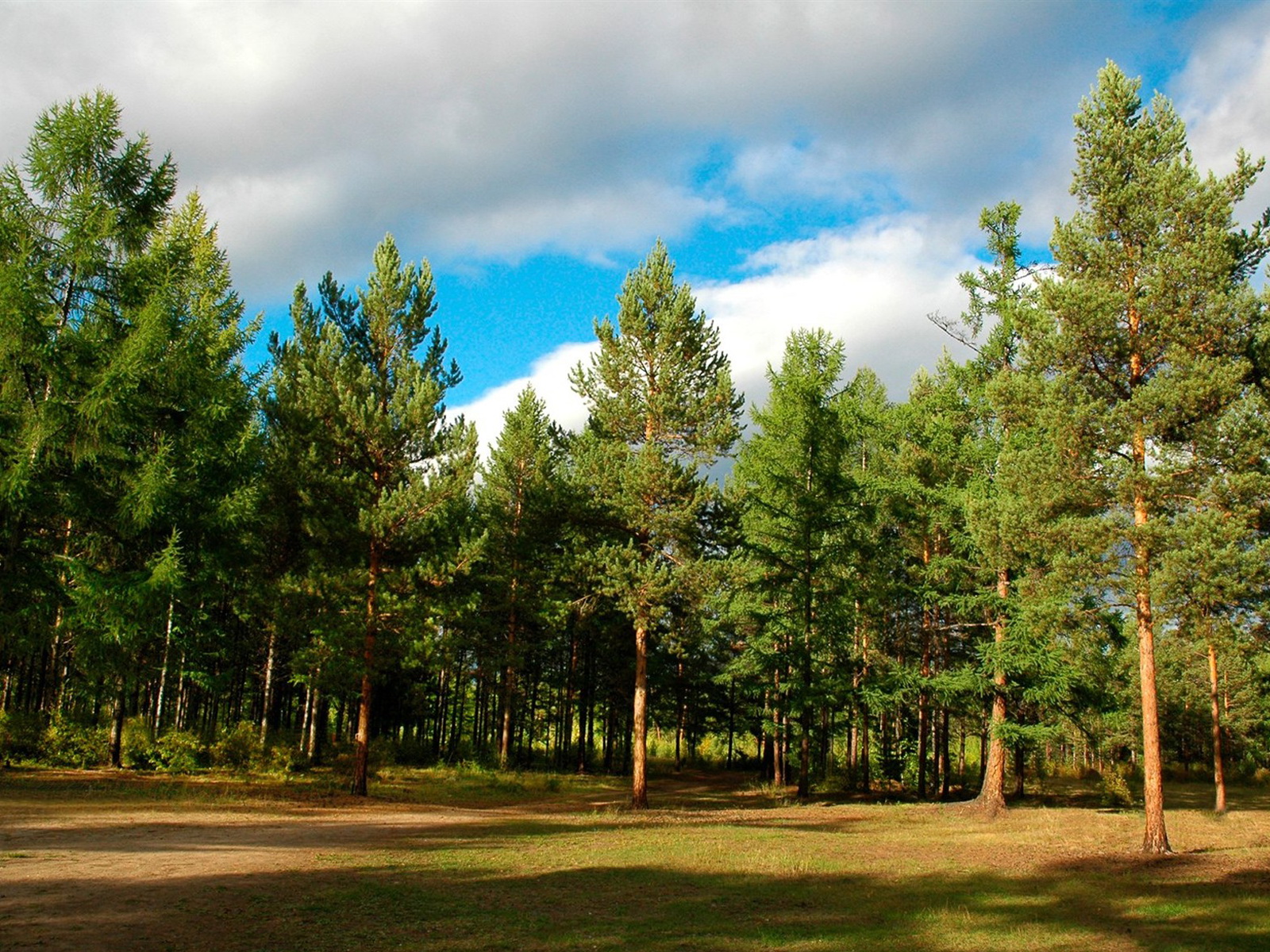 Известно что гектар 20 летнего сосняка. Сосновый Бор (парк, Новосибирск). Иванишинская сосна. Сосновый лес Чувашии. Сосновый Бор Чувашия.