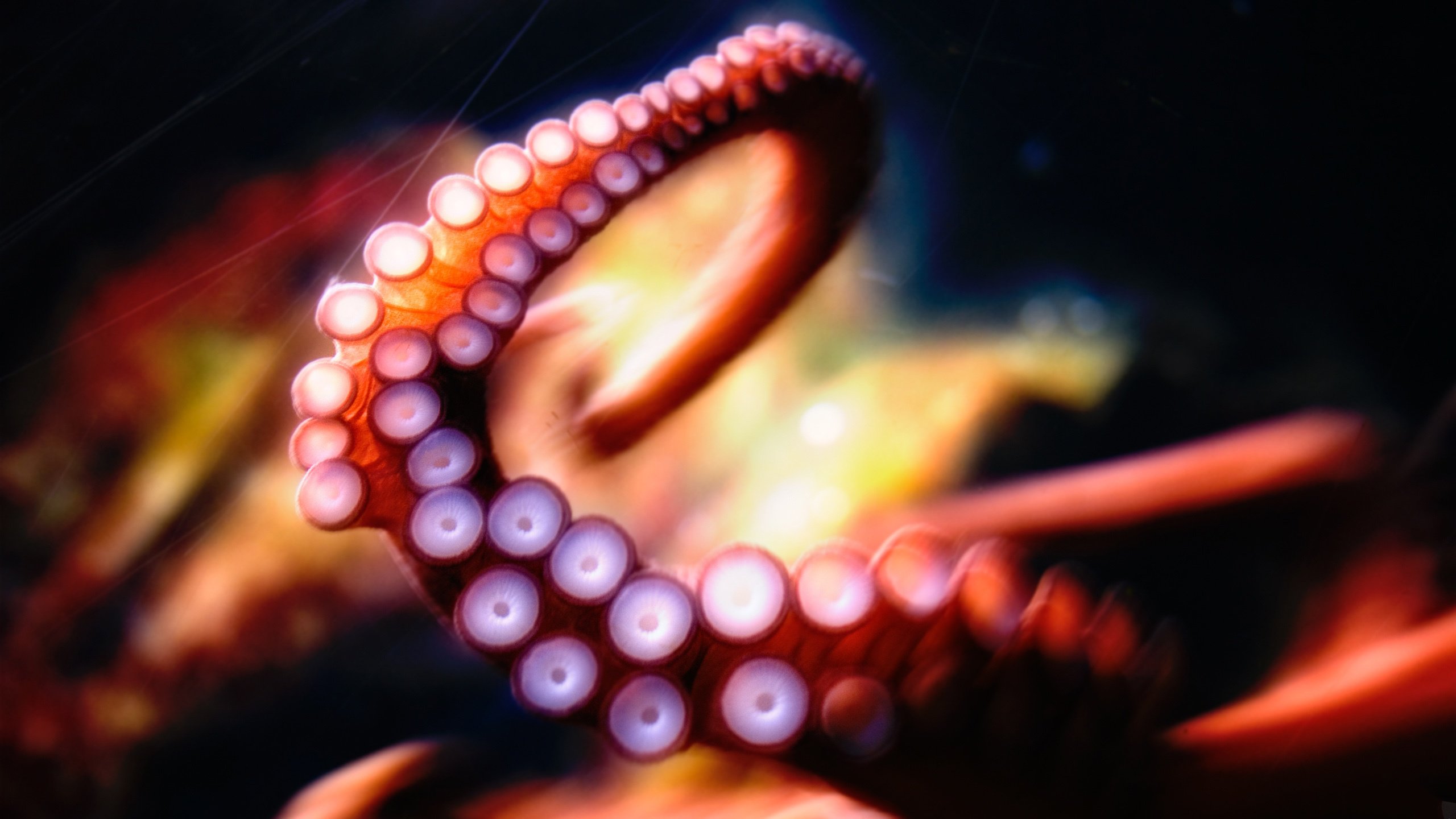 Wallpapers mollusk octopus tentacles on the desktop