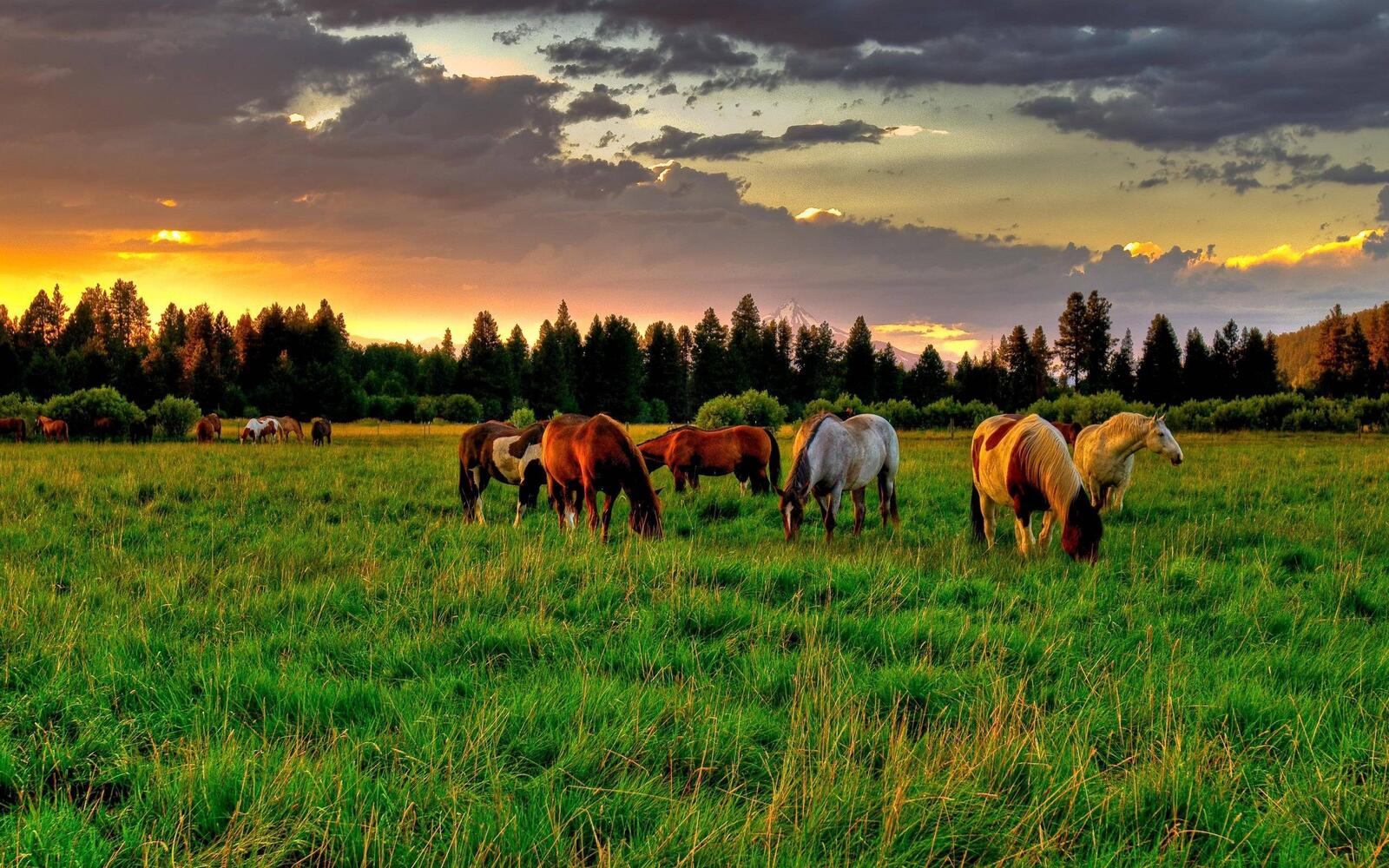 Обои поле и лошади пастбище закат солнца на рабочий стол