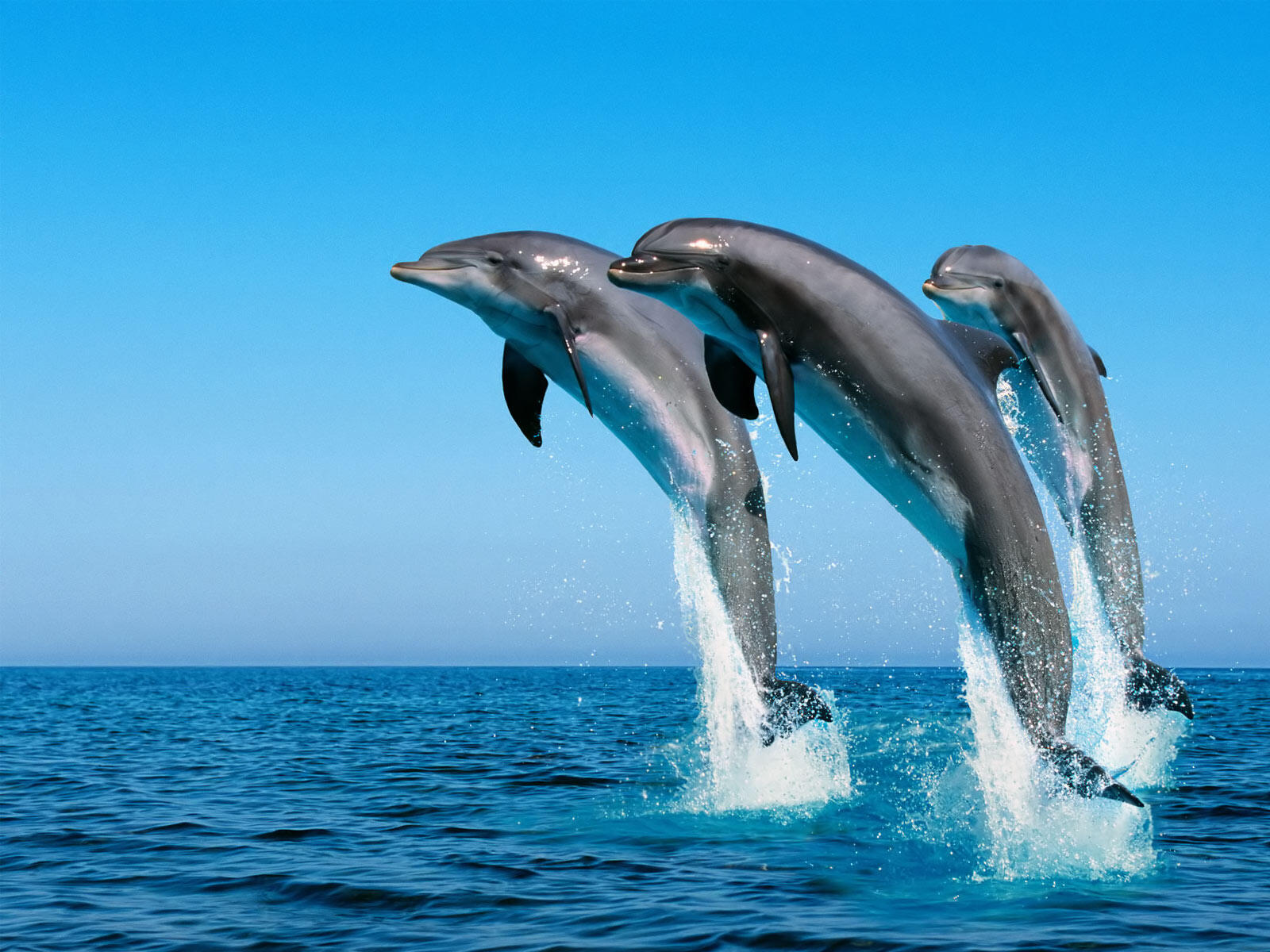 Обои дельфины прыжок из океан на рабочий стол