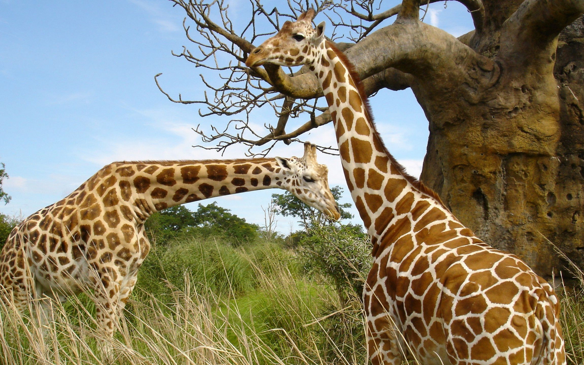 Wallpapers giraffes muzzles necks on the desktop