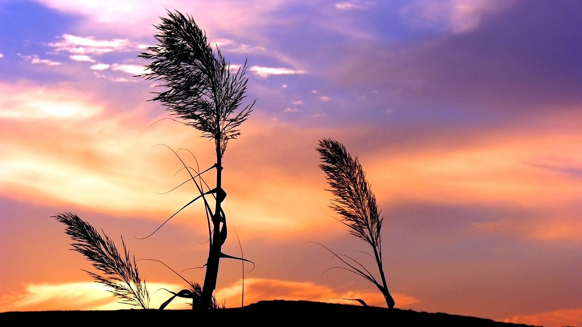 Wallpapers spikelets wind sunset on the desktop