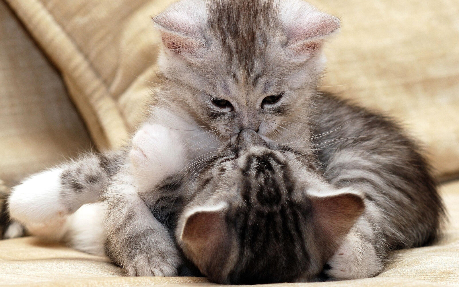 Wallpapers sofa kittens hugs on the desktop