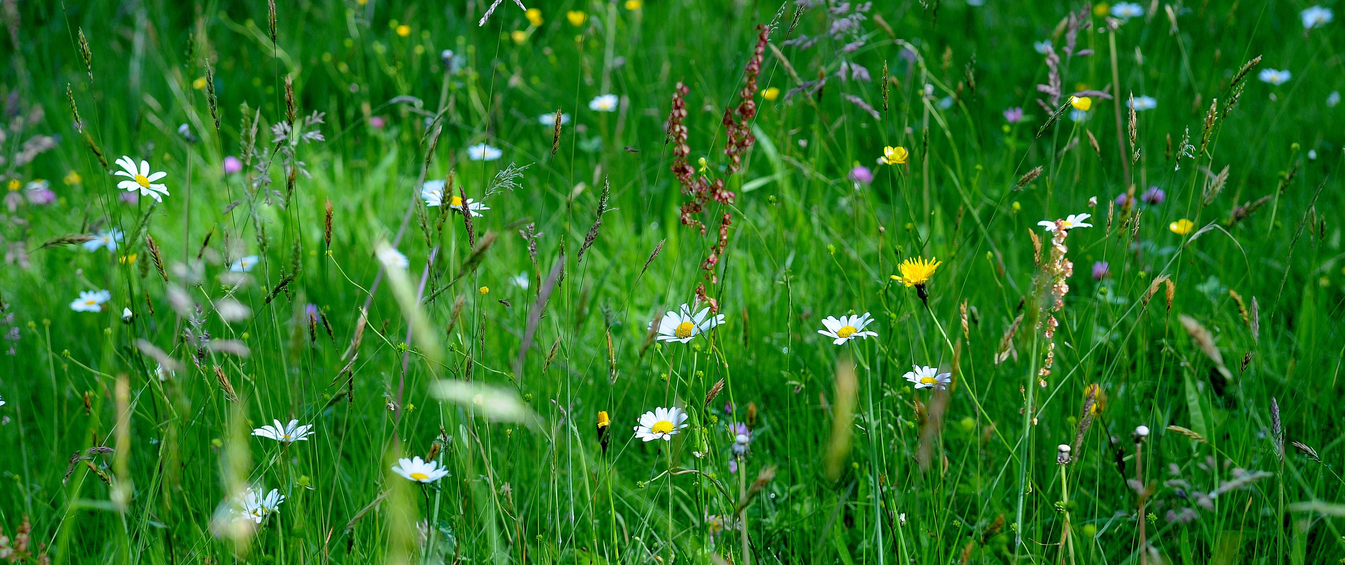 Цветы полевые поляна трава бесплатно
