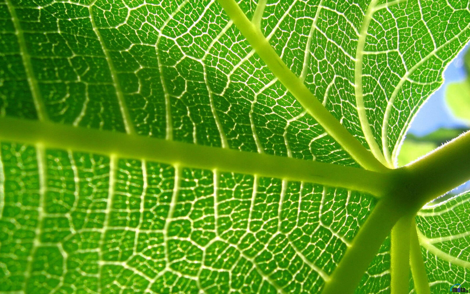 Wallpapers plant burdock leaf on the desktop