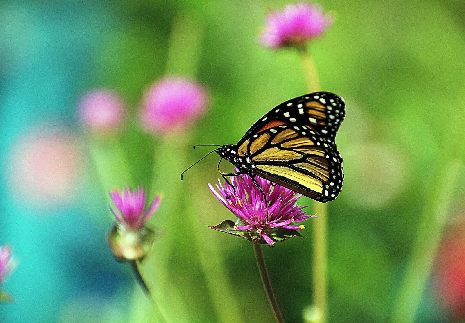 Wallpapers pink flowers insects butterfly on the desktop