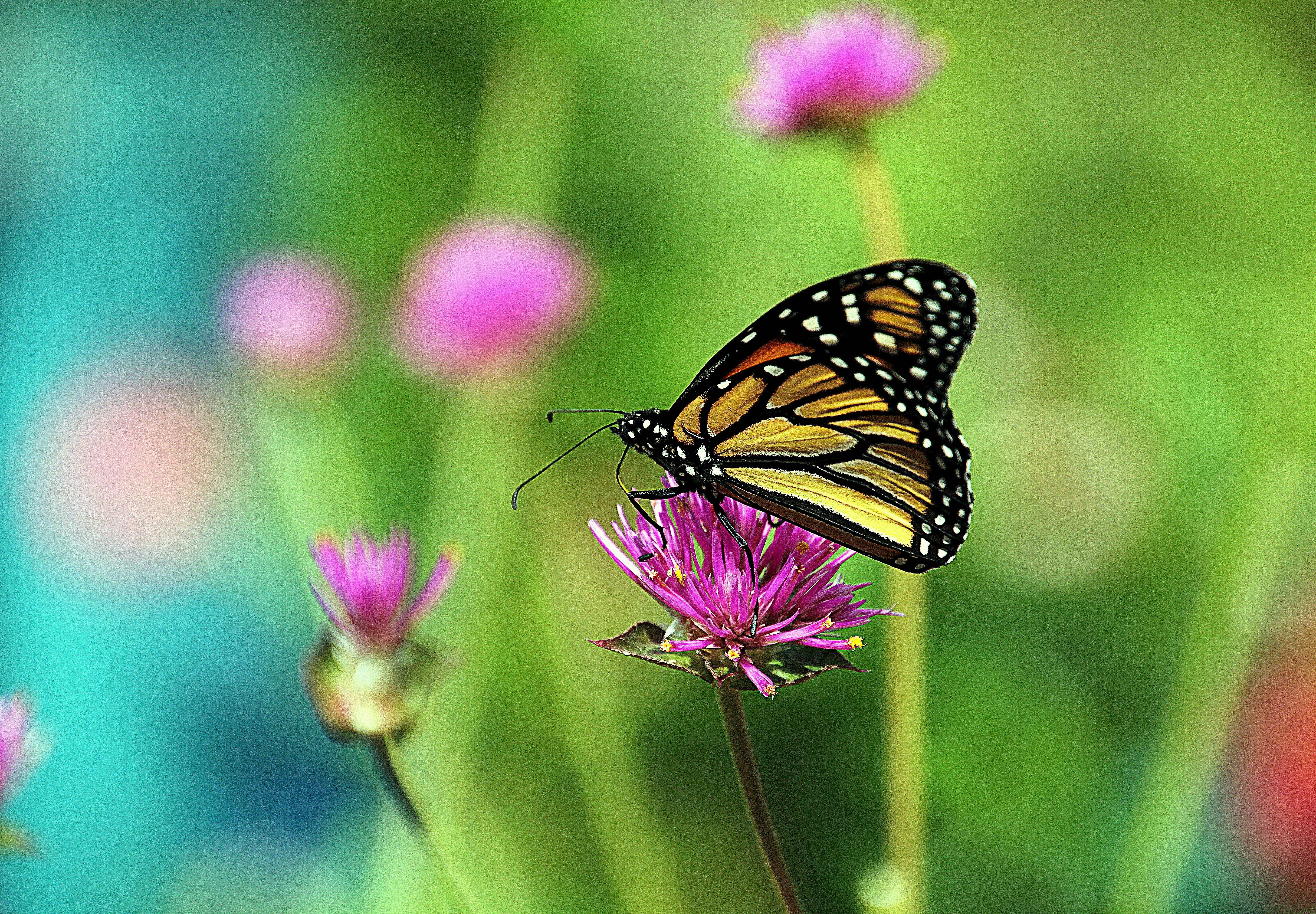 Фото бесплатно розовые цветы, насекомые, бабочка