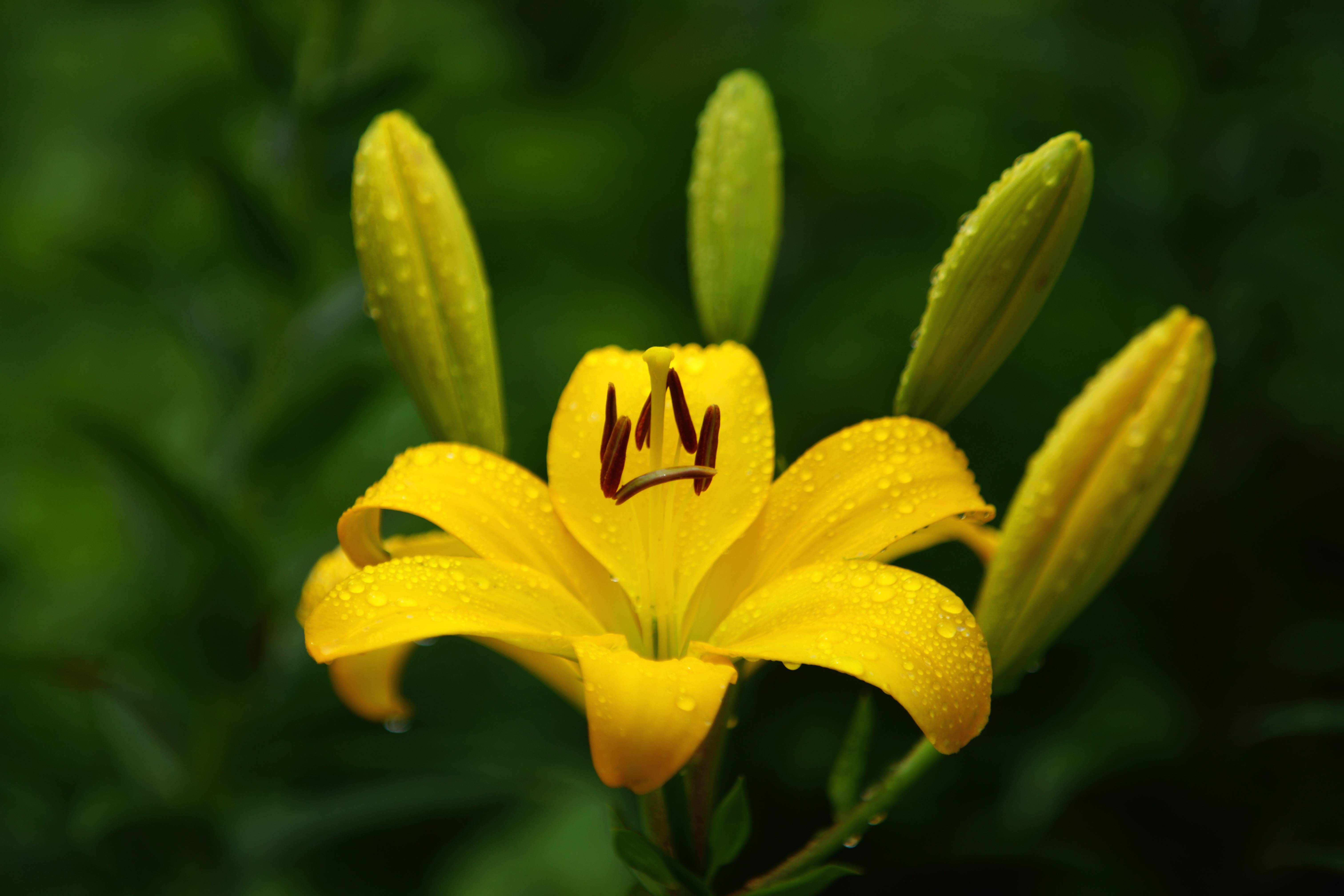 Фото бесплатно желтые цветы, лилии, желтые лепестки