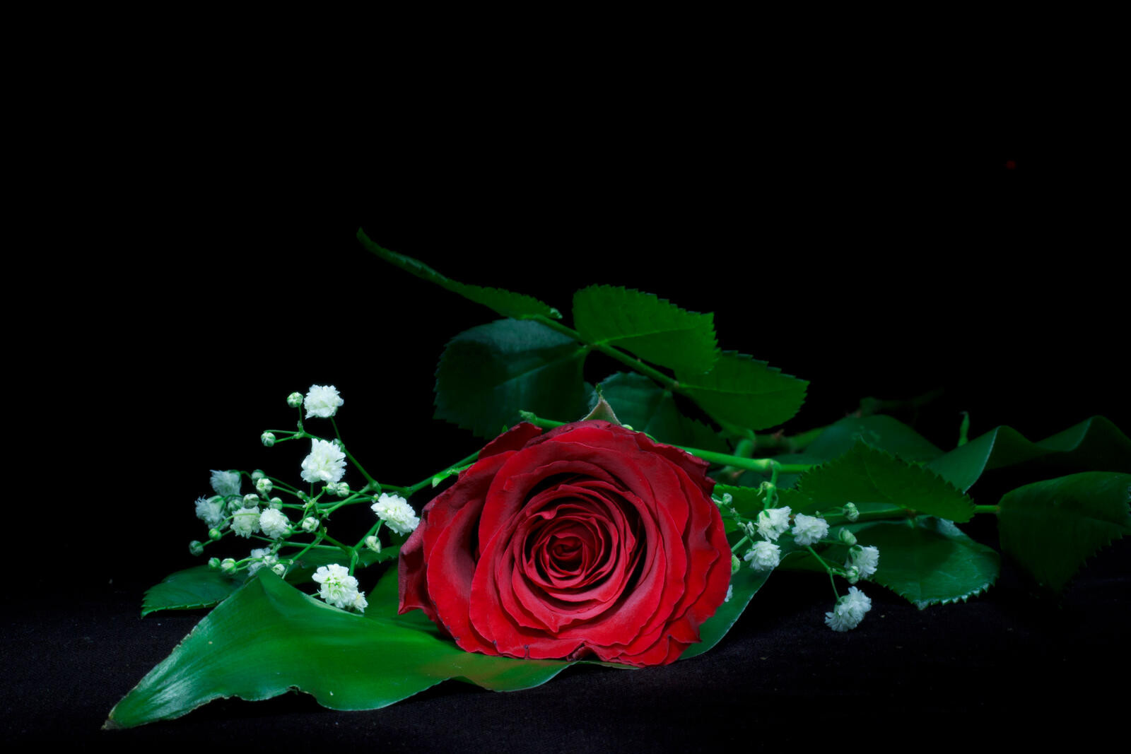 Обои роза цветок чёрный фон на рабочий стол