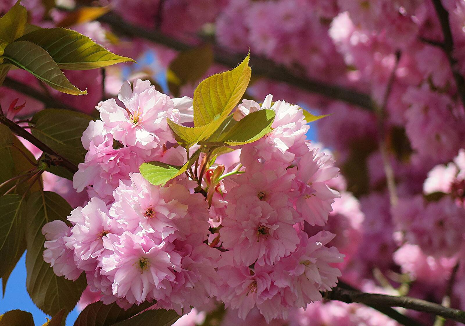 Wallpapers sakura cherry blossoms pink flowers on the desktop