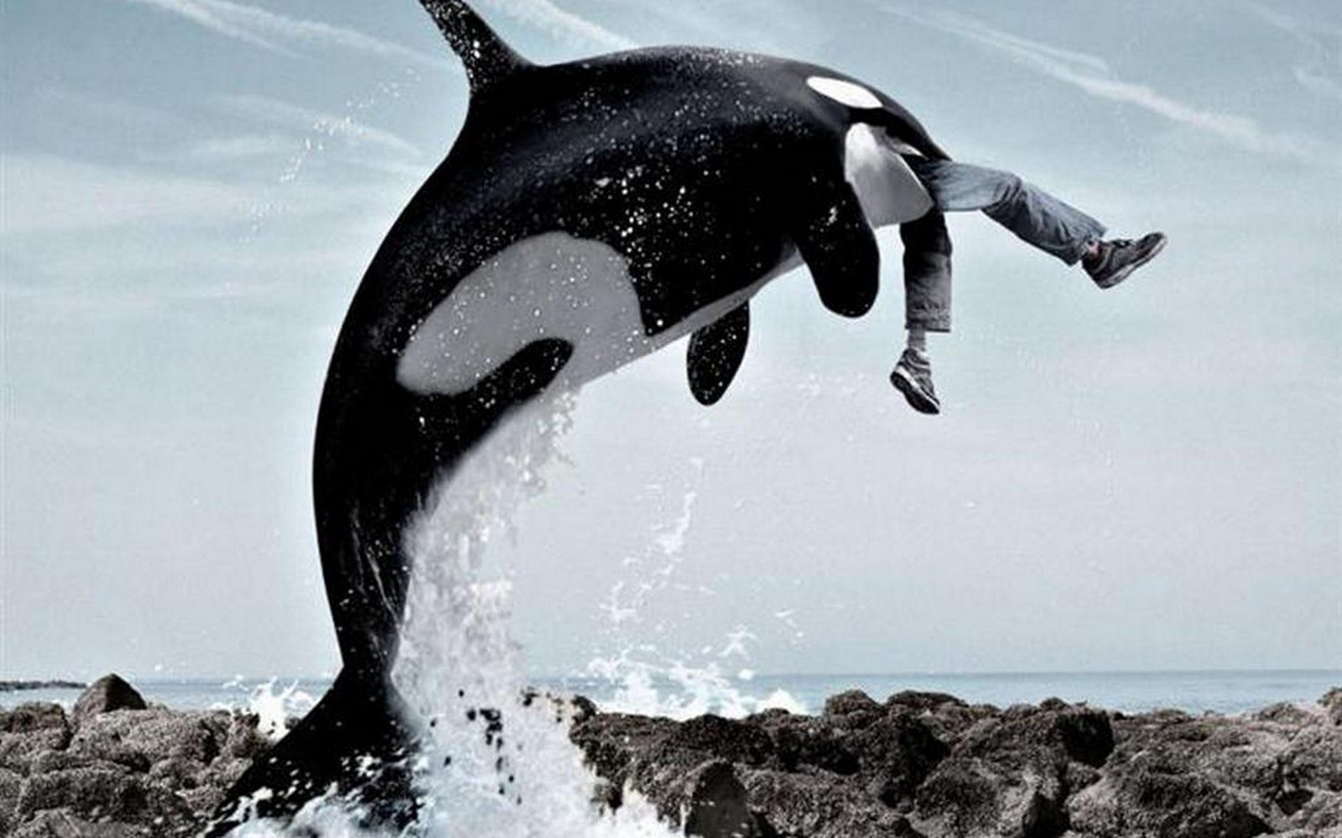Wallpapers whale killer whale man on the desktop