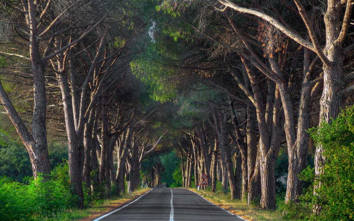Асфальтированная дорога вдоль старых деревьев