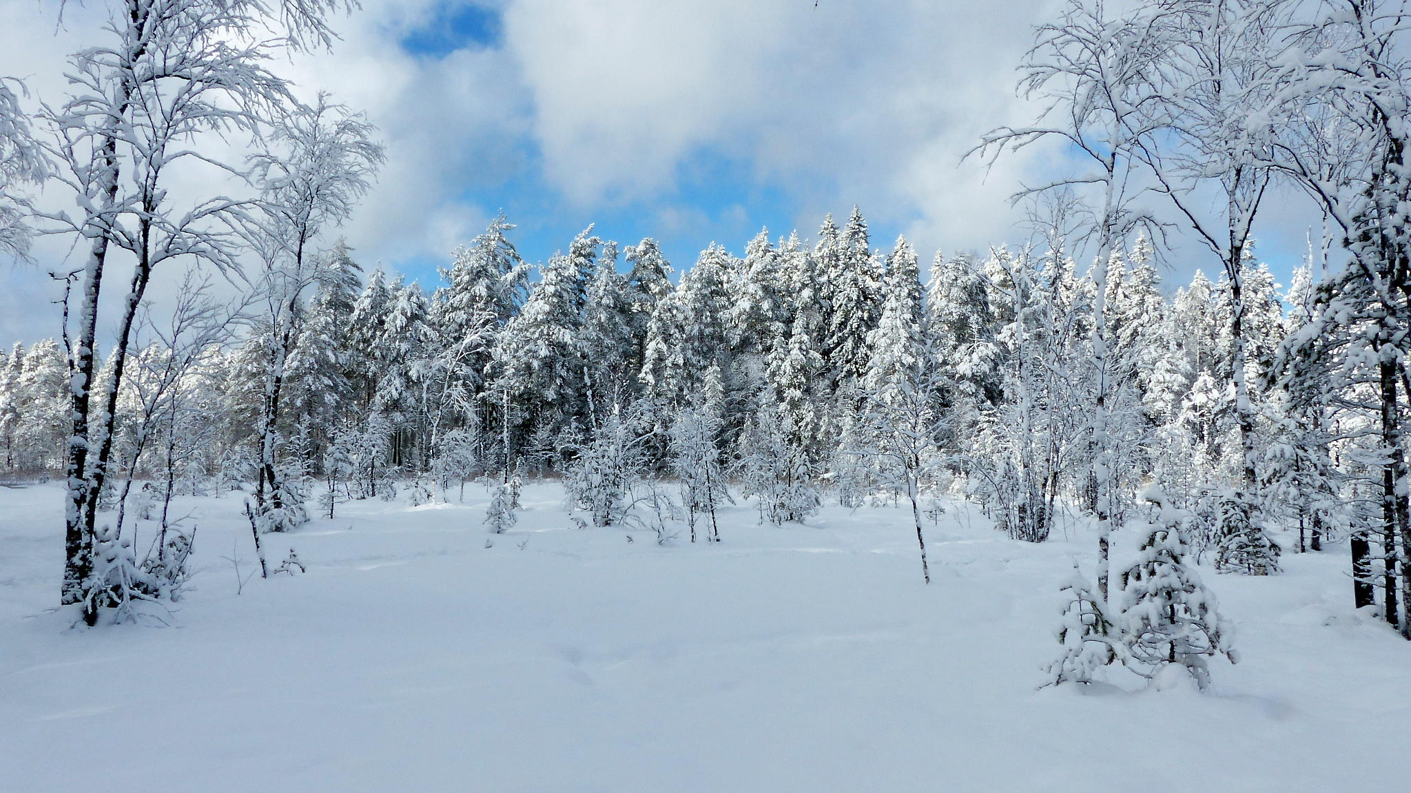 Фото бесплатно пейзажи, сугробы, снег на ветках