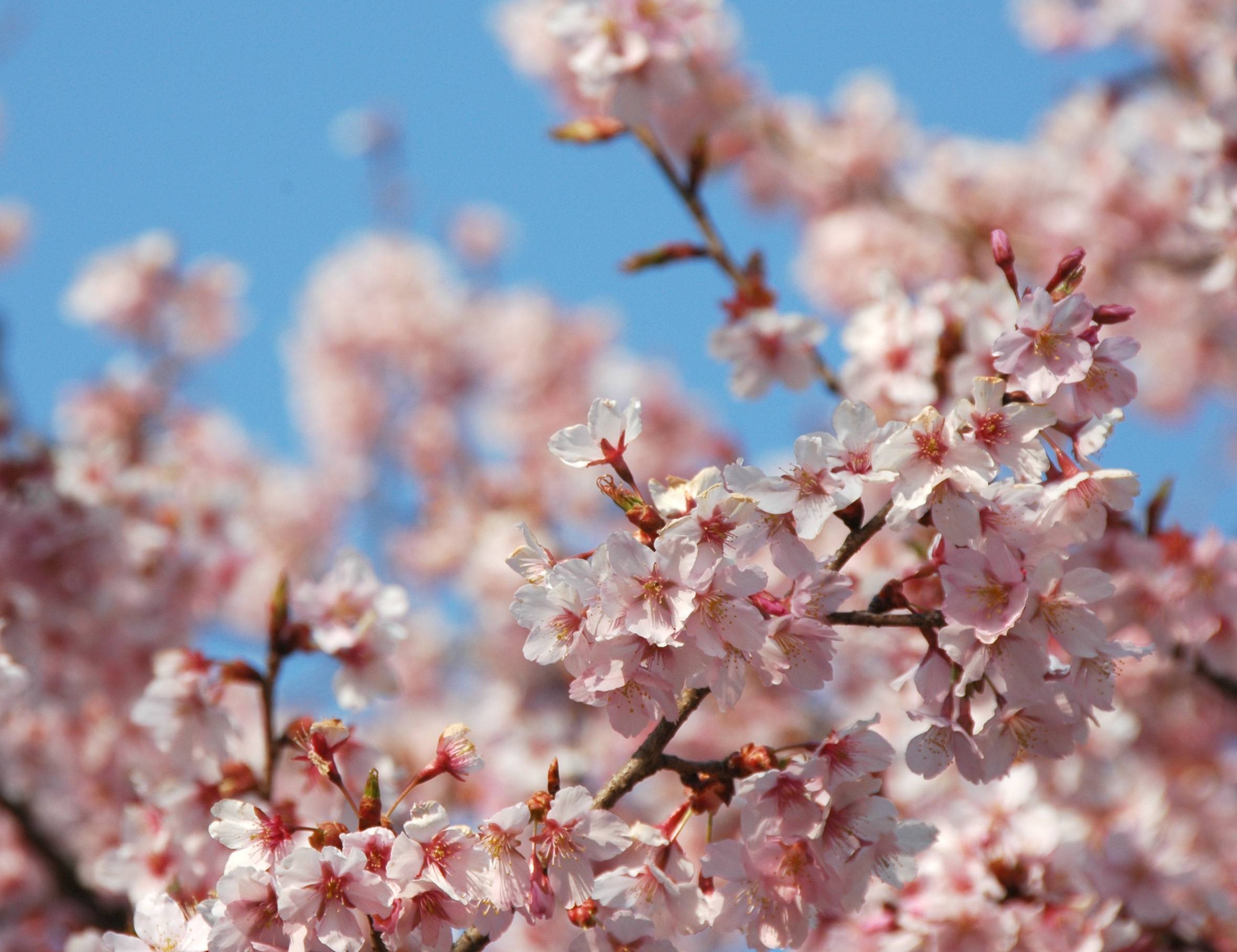 Обои цветы вишни ветка ветки сакуры на рабочий стол