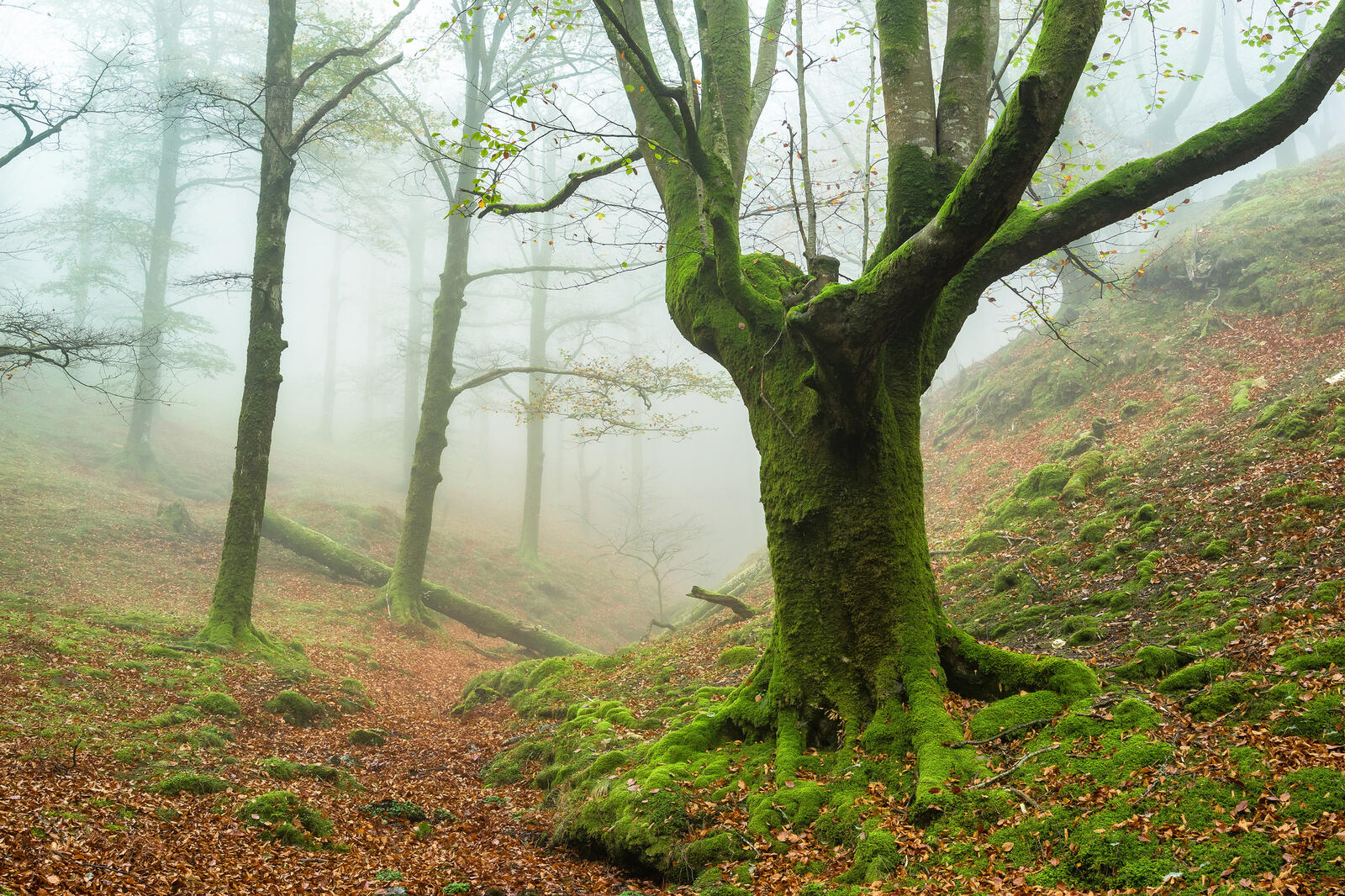 Wallpapers moss trees fog in the forest on the desktop