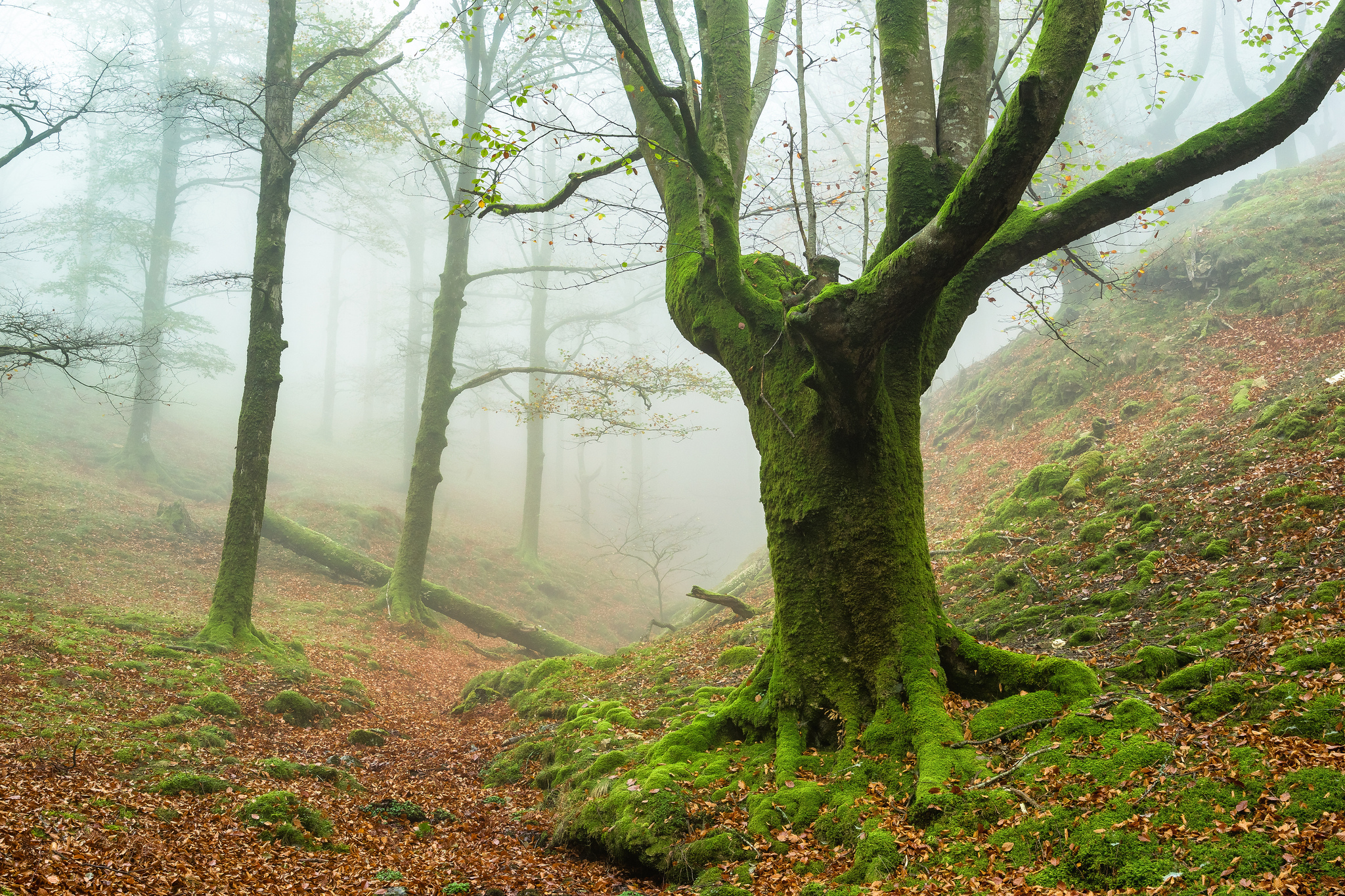 Фото бесплатно мох, деревья, туман в лесу