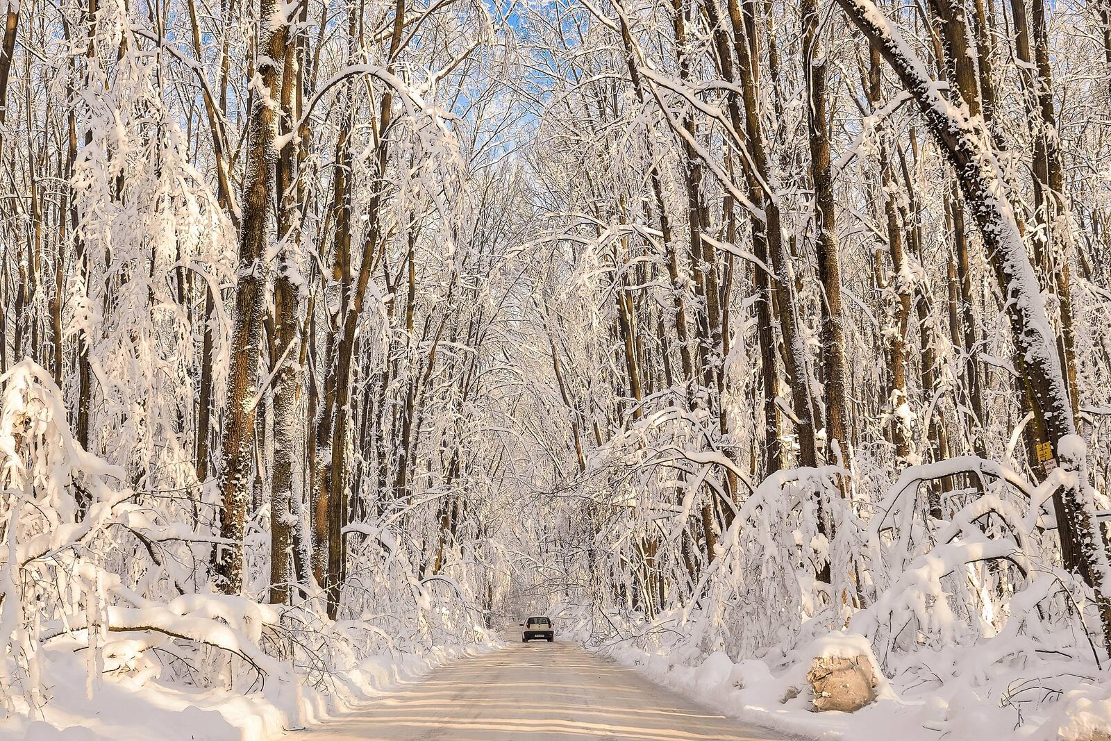 Обои лес снег на деревьях пейзажи на рабочий стол