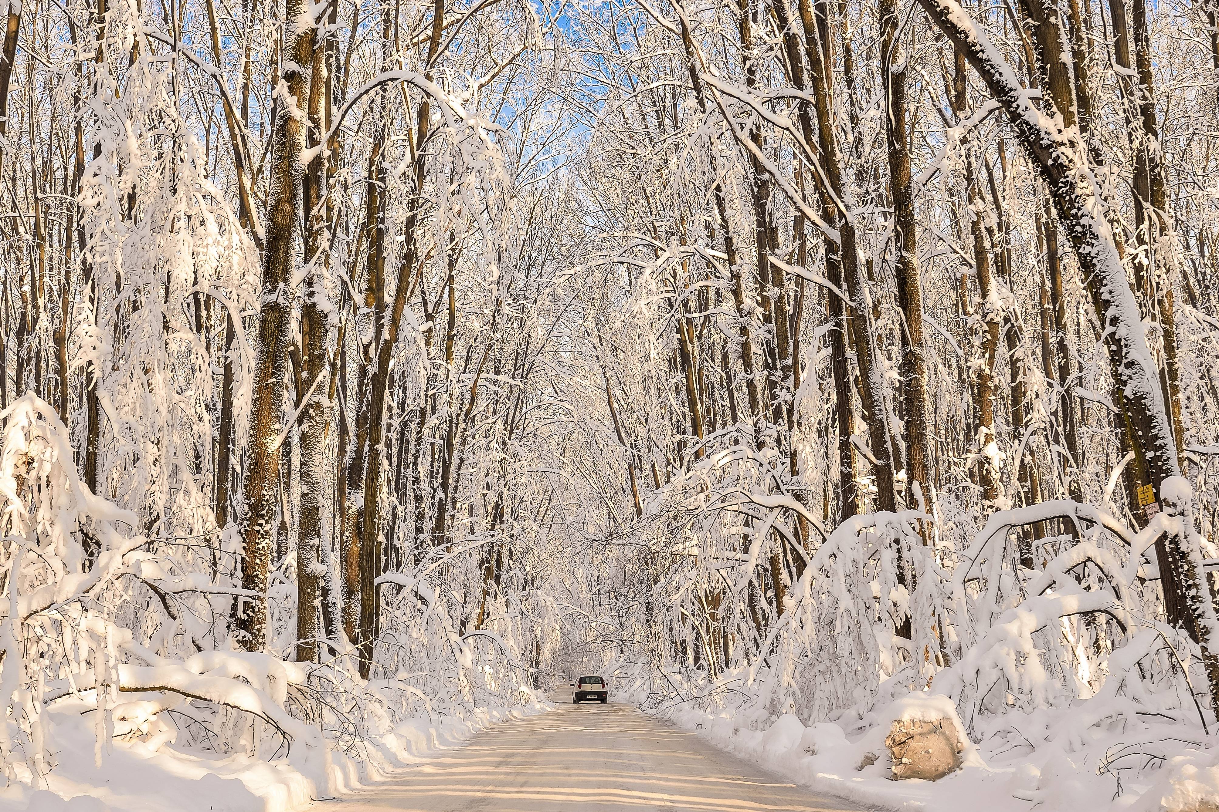 Photo free forest, snow on trees, landscapes