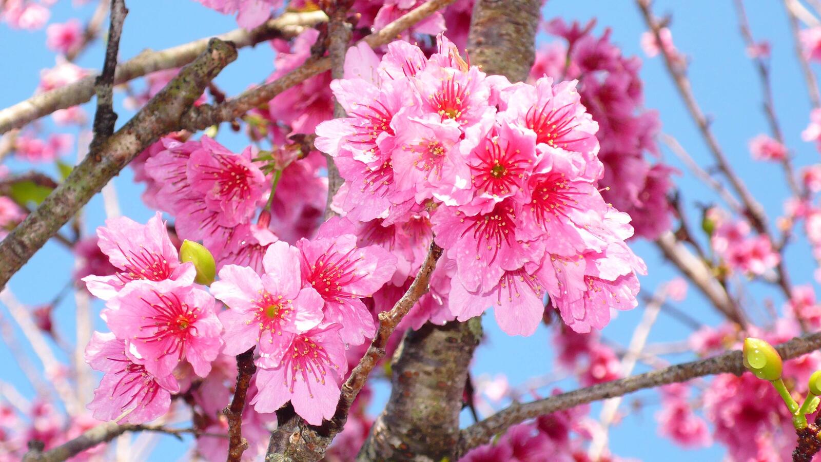 Wallpapers sakura branches small flowers pink flowers on the desktop