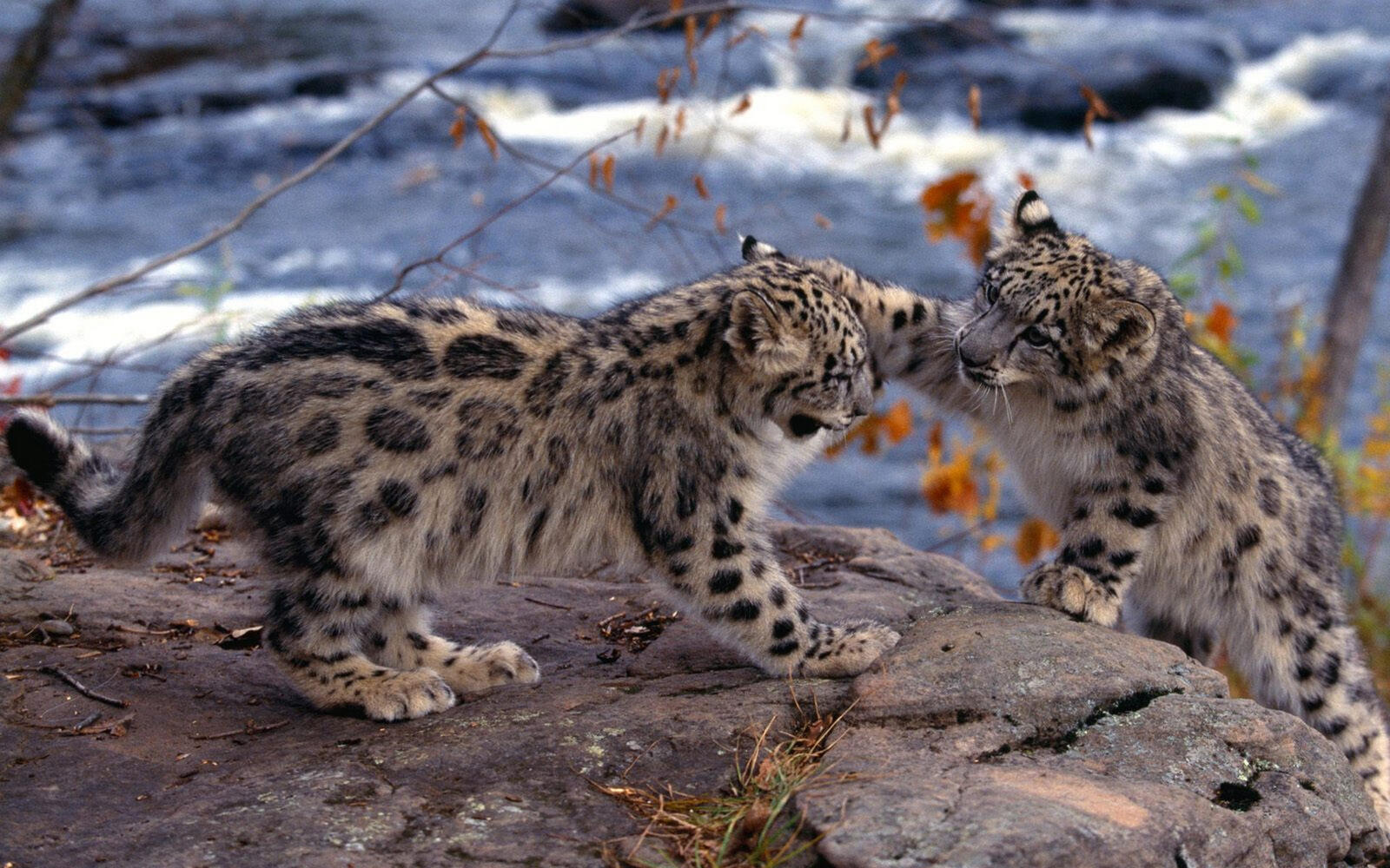 Wallpapers Snow leopards muzzles paws on the desktop