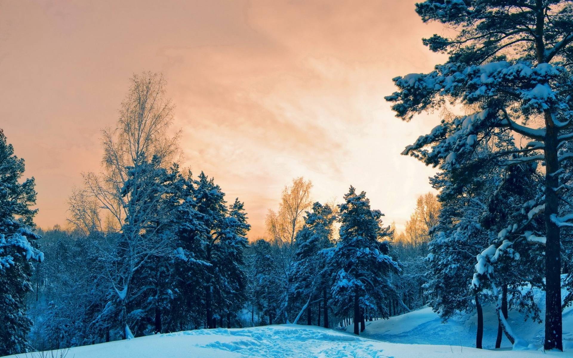 Фото бесплатно зимний лес, сугробы, вечер