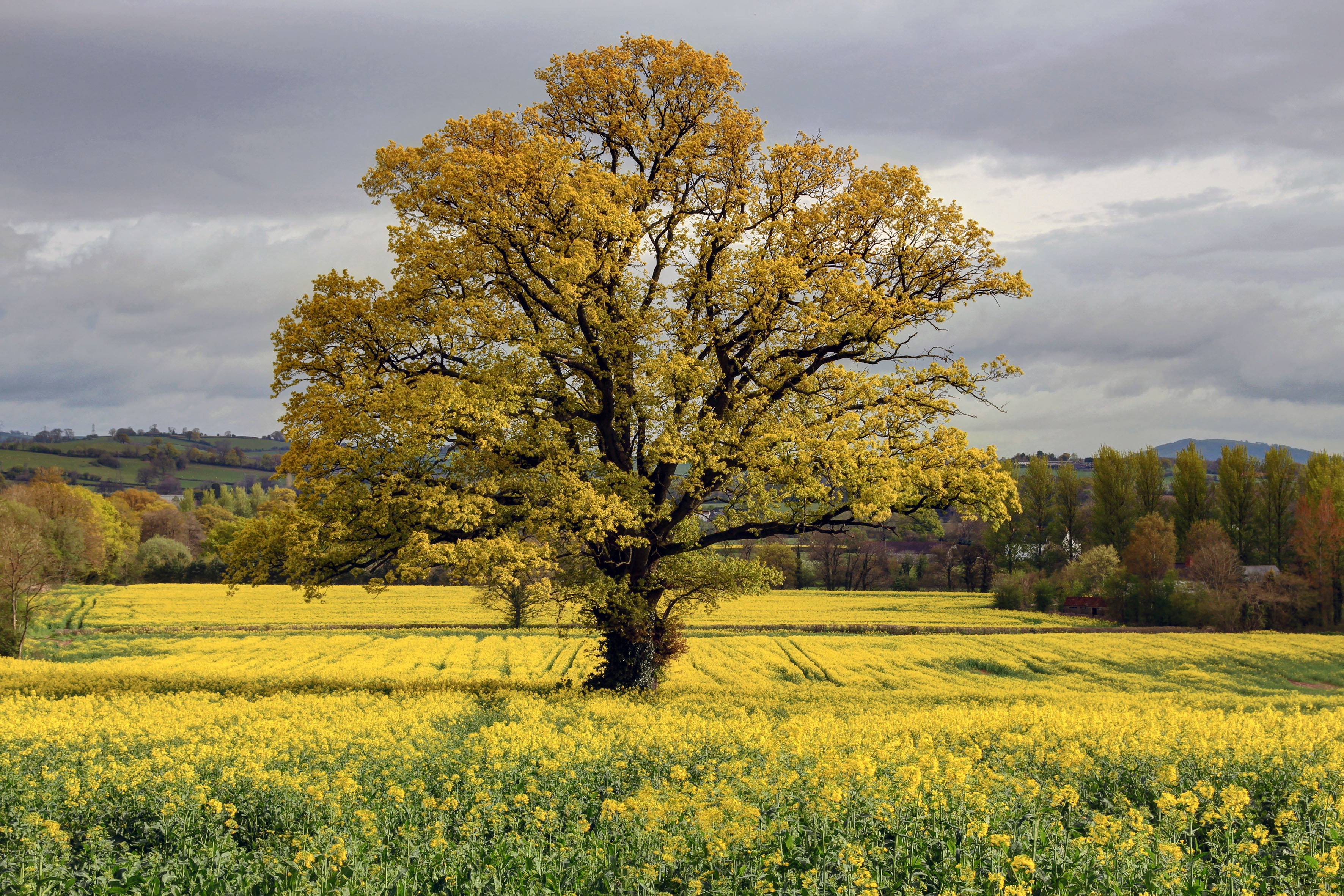 Фото бесплатно жёлтые цветы, поле, пейзажи