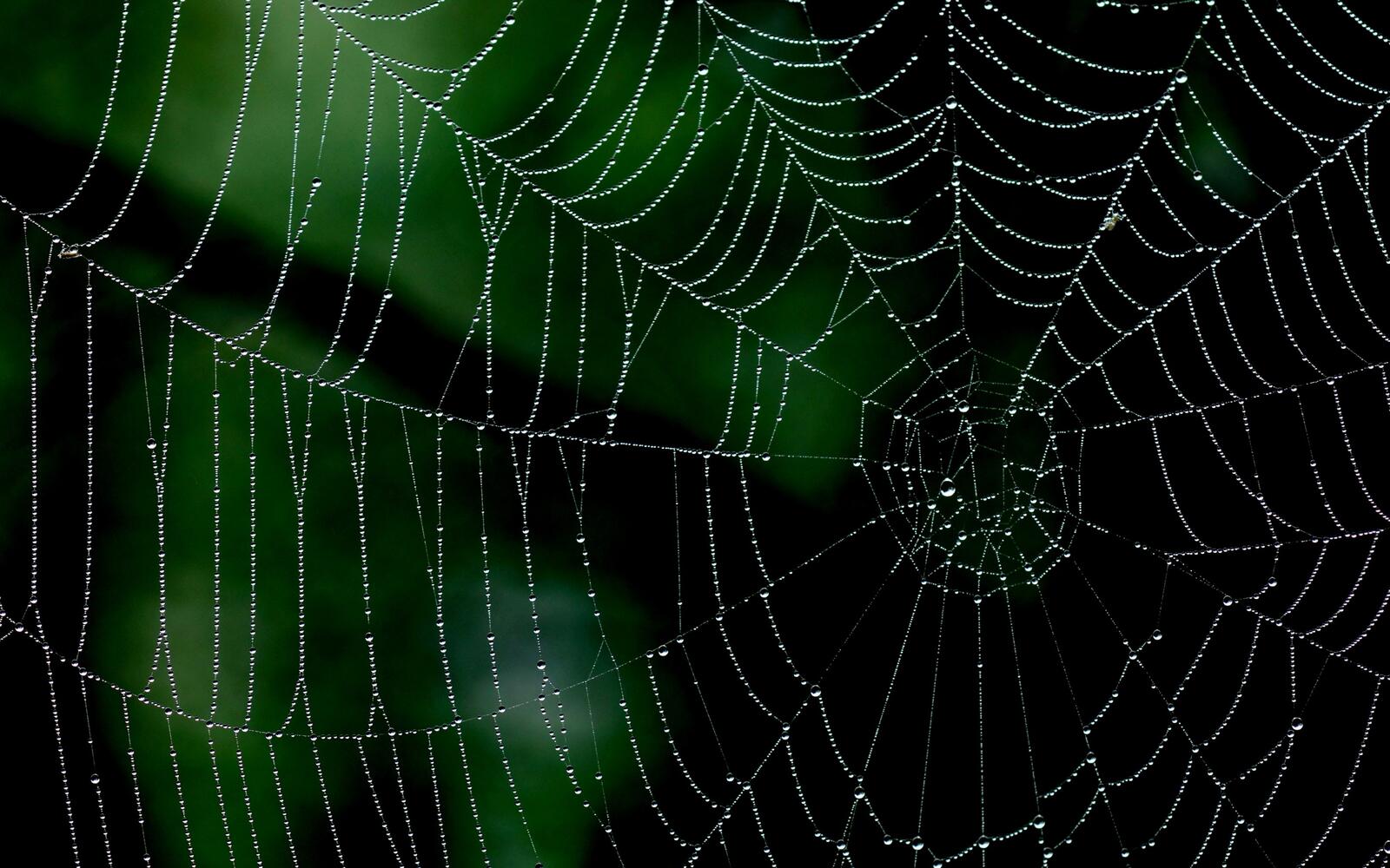 Wallpapers the web after rain drops on the desktop