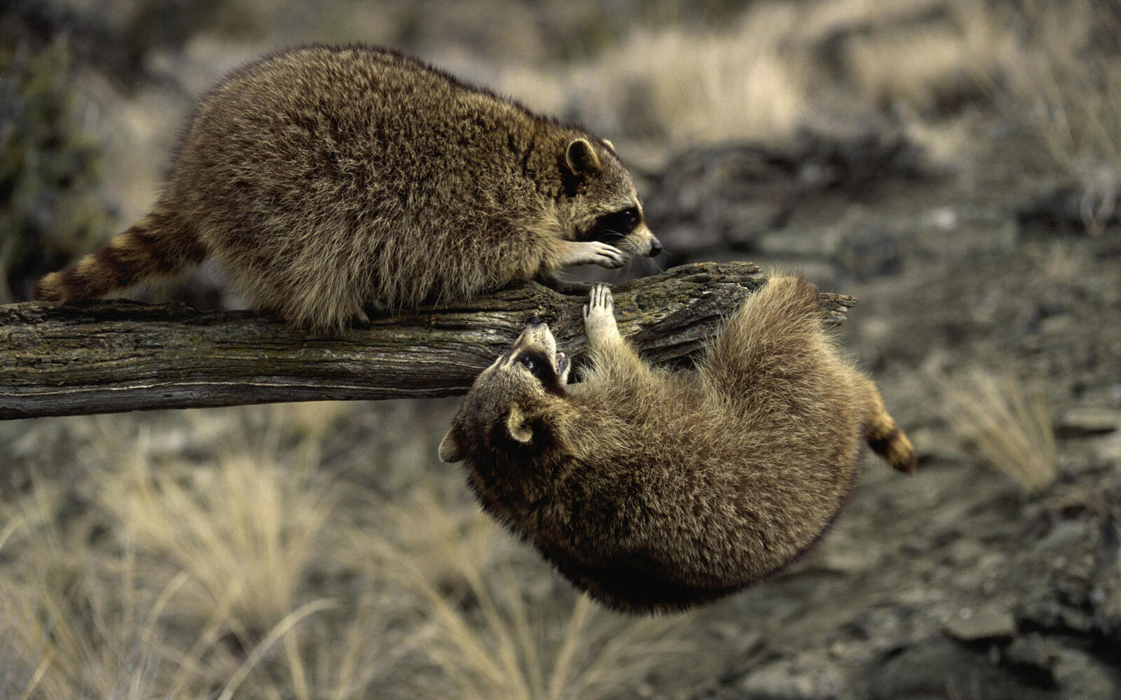 Wallpapers snag raccoons muzzles on the desktop