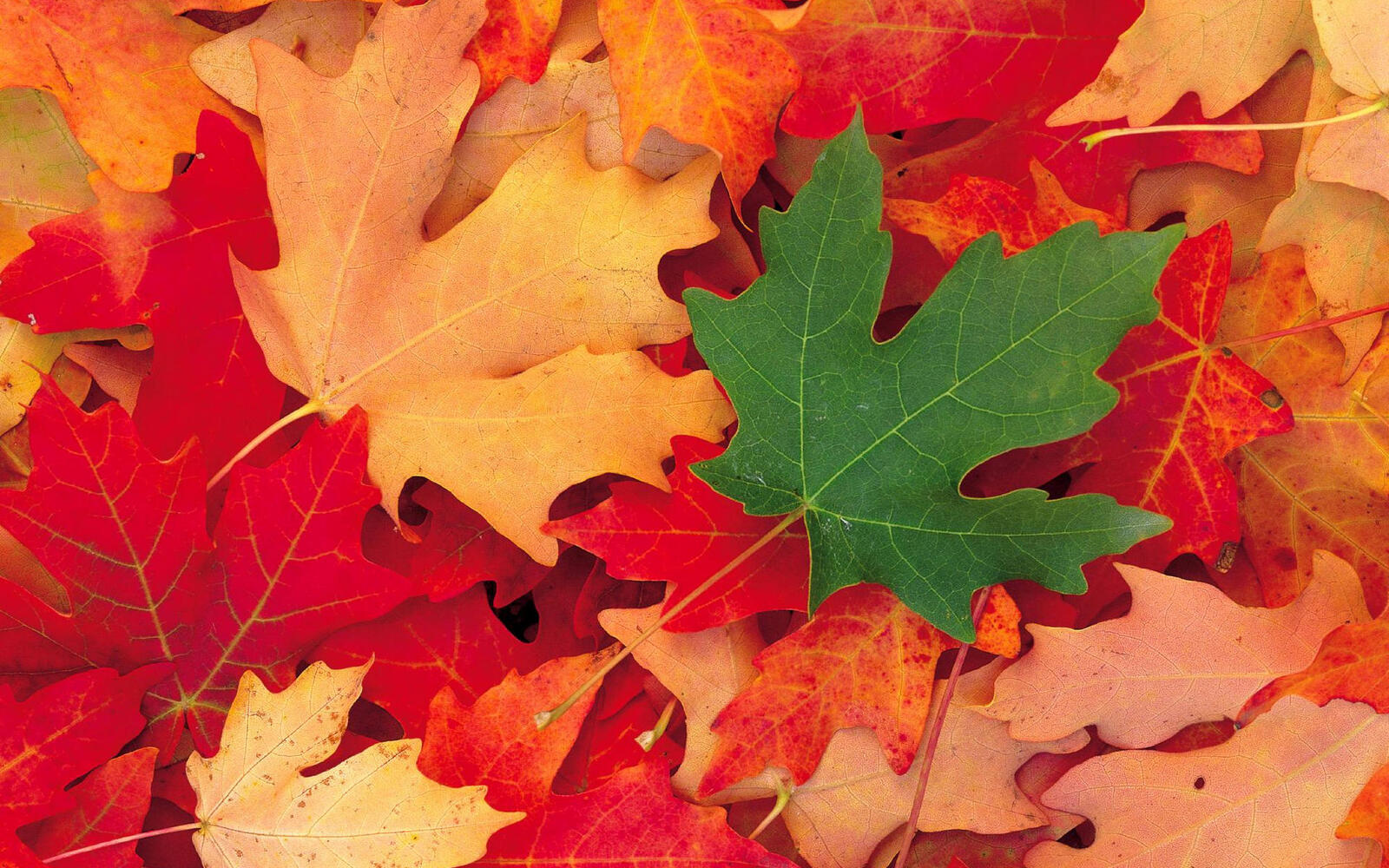 Wallpapers screensaver autumn maple on the desktop