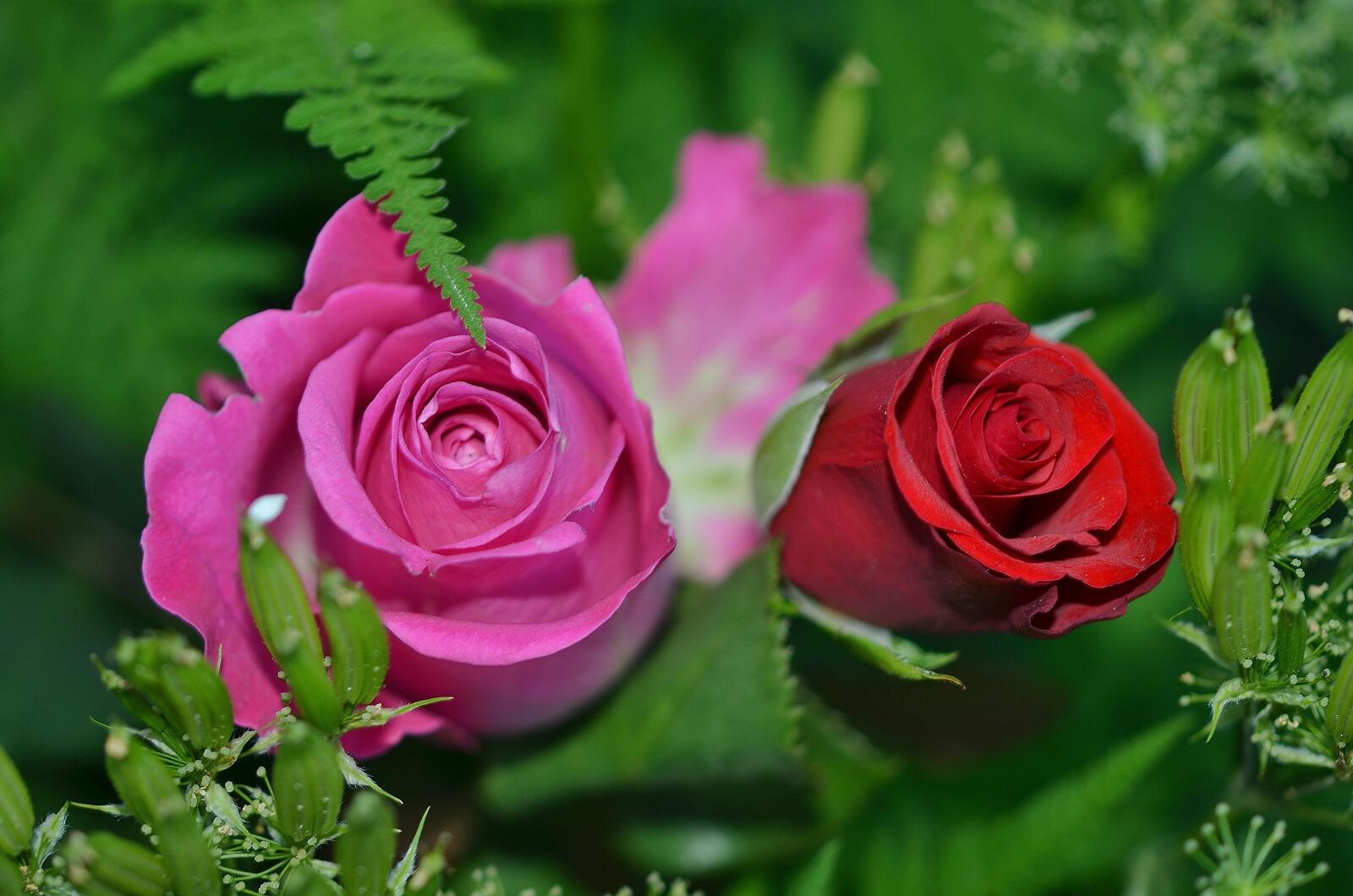 Обои красная роза флора розы на рабочий стол