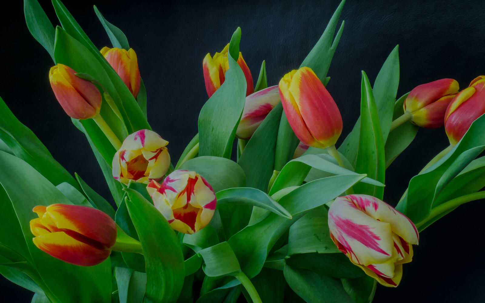 Wallpapers tulips bouquet green leaves on the desktop