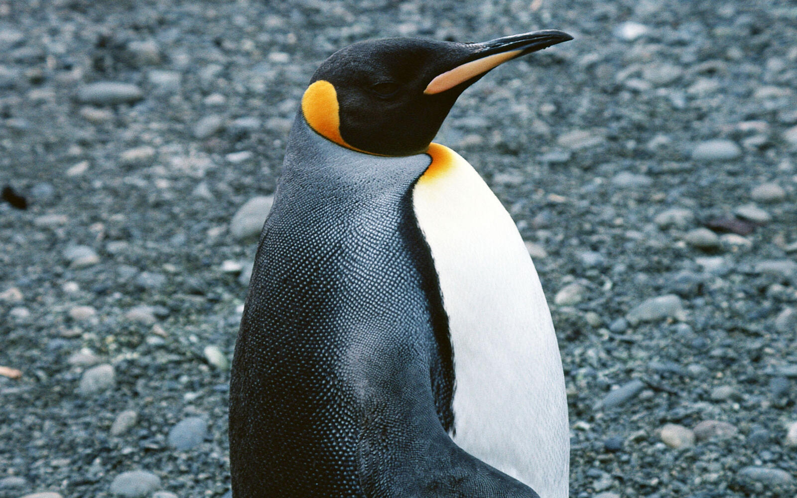 Wallpapers penguin beak feathers on the desktop