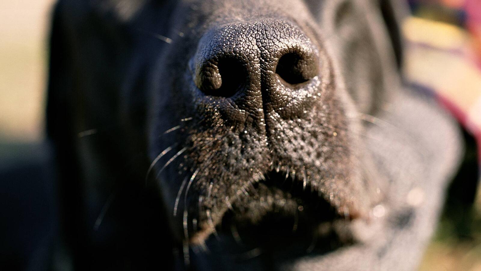 Wallpapers dog muzzle nose on the desktop