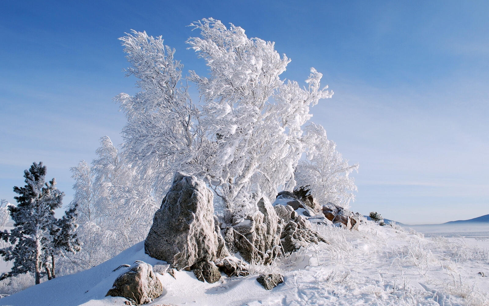 Обои зима мороз деревья на рабочий стол