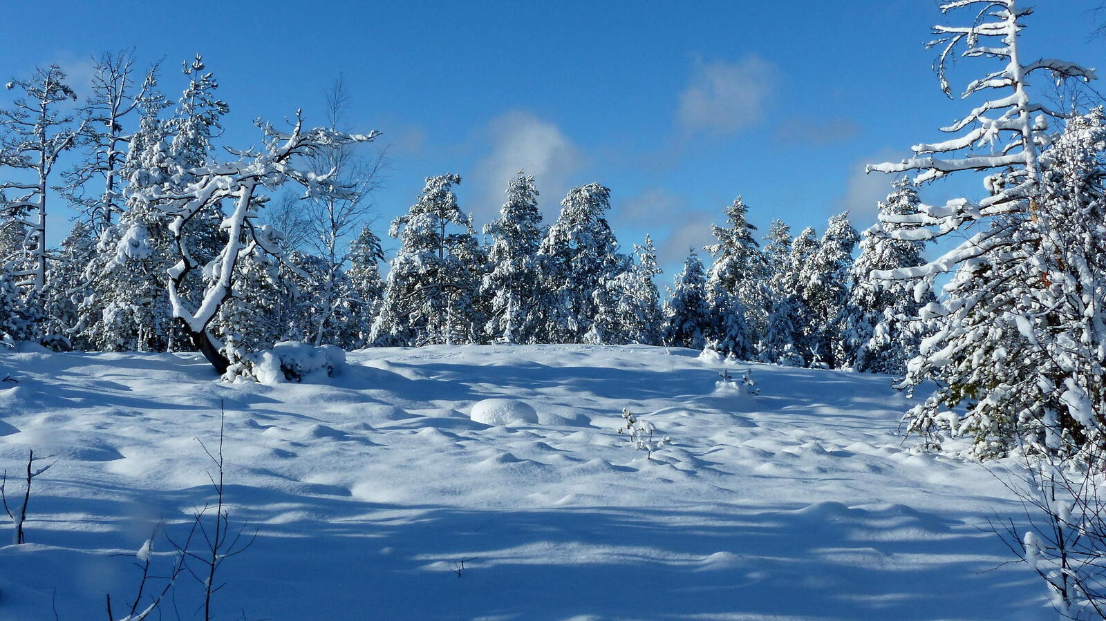 Обои деревья снег на деревьях деревья в снегу на рабочий стол