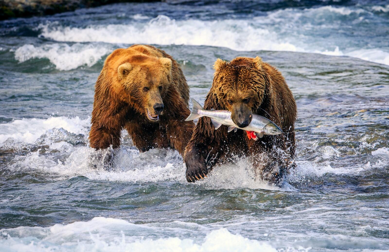 Wallpapers the river bears fish on the desktop