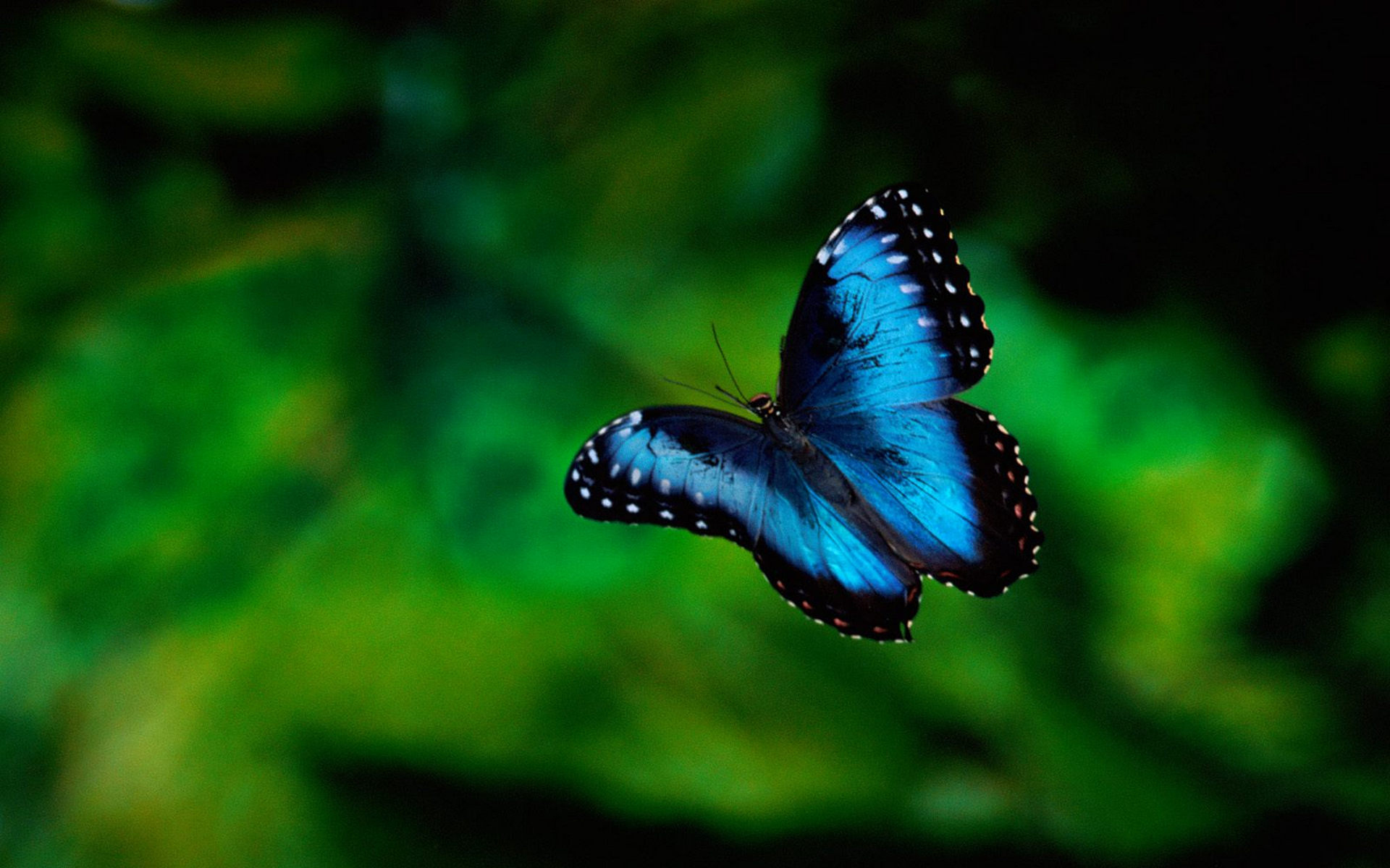 Обои бабочка синяя усики на рабочий стол
