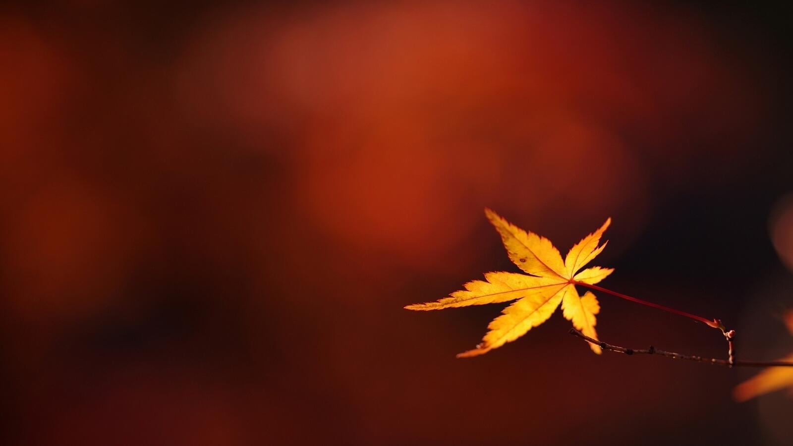 Wallpapers branch leaf yellow on the desktop